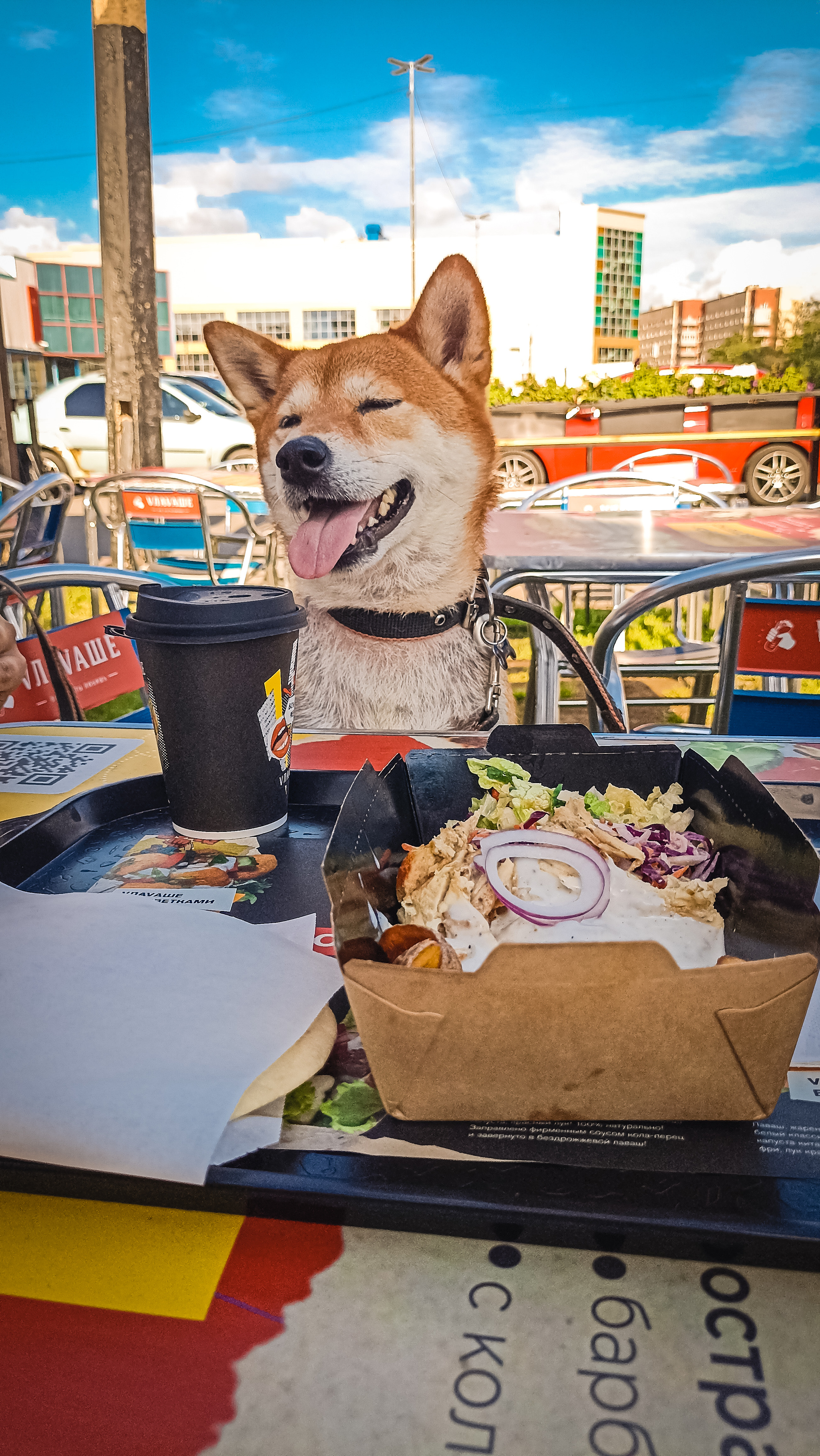 three months together - My, Shiba Inu, Dog, Animal shelter, Longpost