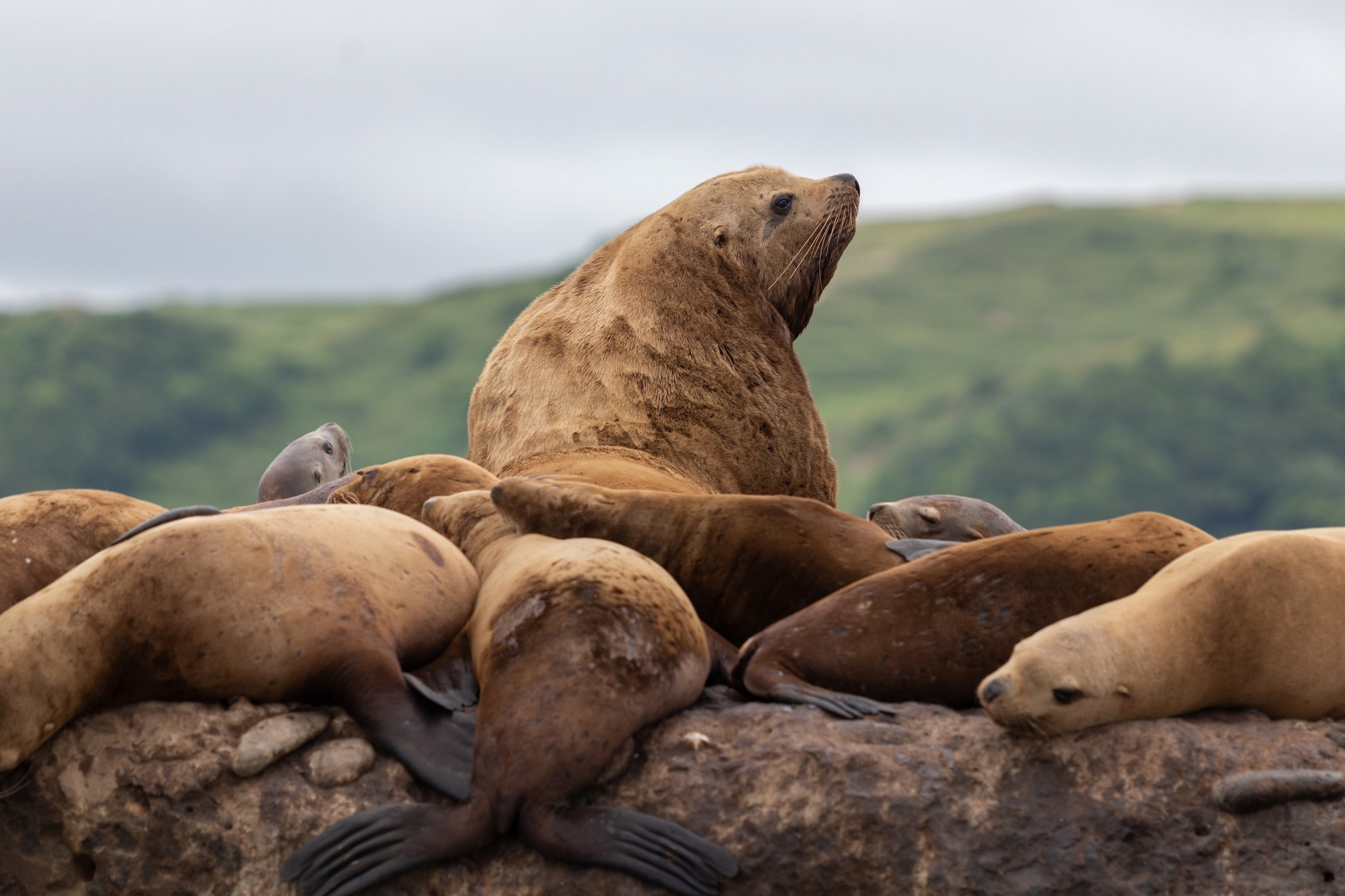 The whole world is at your flippers - Sea lions, Pinnipeds, Marine life, Wild animals, Rookery, Sakhalin, The photo, wildlife