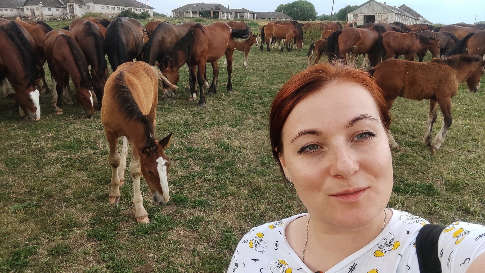 To caress the Vladimir heavy trucks in the stable and in the wild field is priceless - My, Horses, Heavy duty truck, Stable, Hussars, Longpost, Video, Youtube, Girls