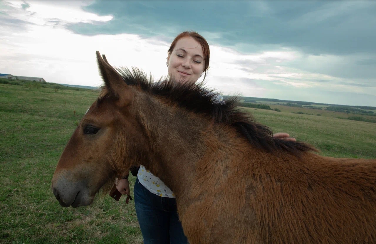 To caress the Vladimir heavy trucks in the stable and in the wild field is priceless - My, Horses, Heavy duty truck, Stable, Hussars, Longpost, Video, Youtube, Girls