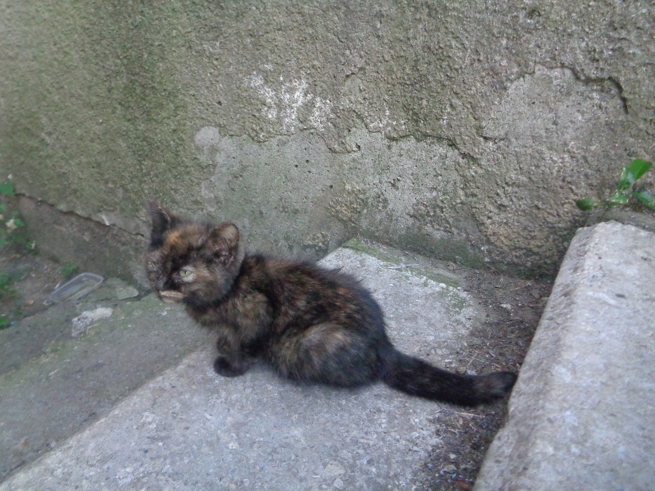 Kitten Marusya needs help - Volunteering, Helping animals, In good hands, Homeless animals, Animal Rescue, cat, Kittens, Tricolor cat, Longpost, No rating