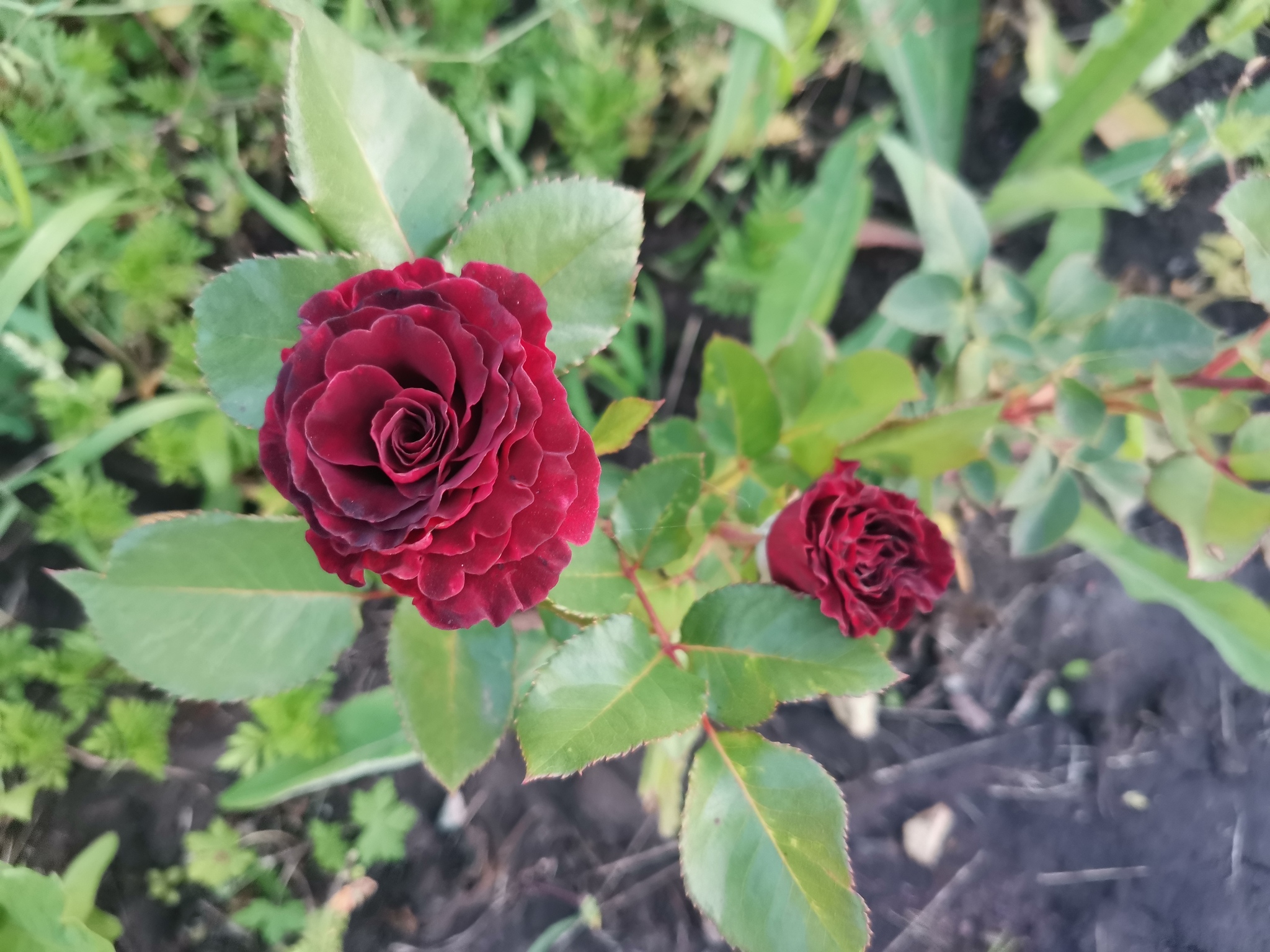 boring garden pictures - My, Dacha, Mobile photography, Harvest, the Rose, Garden, Cucumbers, Longpost