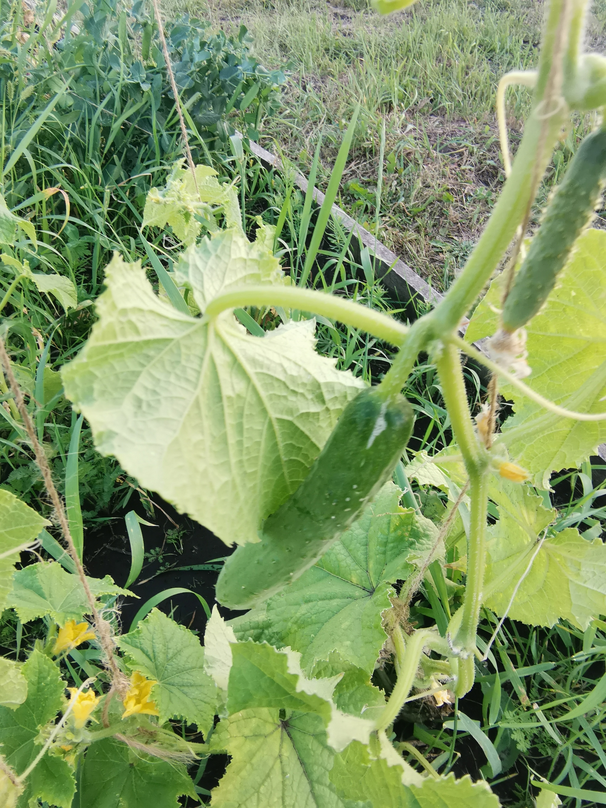 boring garden pictures - My, Dacha, Mobile photography, Harvest, the Rose, Garden, Cucumbers, Longpost