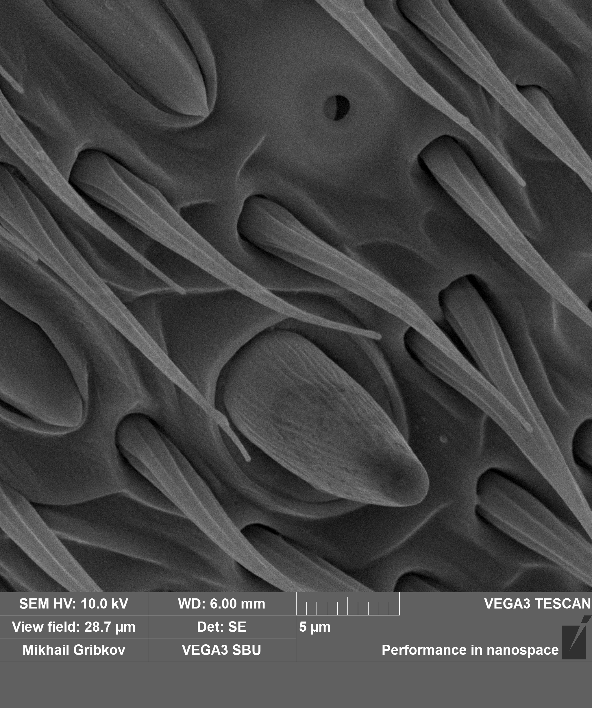 We examine the antenna of the wasp in an electron microscope - My, Microscope, Microfilming, Insects, Wasp, Antenna, Electron microscope, Longpost