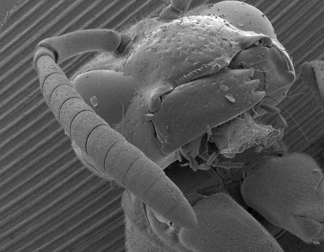 We examine the antenna of the wasp in an electron microscope - My, Microscope, Microfilming, Insects, Wasp, Antenna, Electron microscope, Longpost