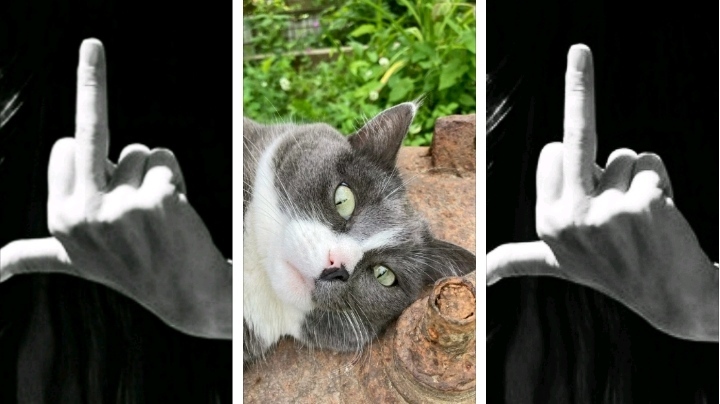 Fak Yu Cat - My, cat, Fak (gesture)