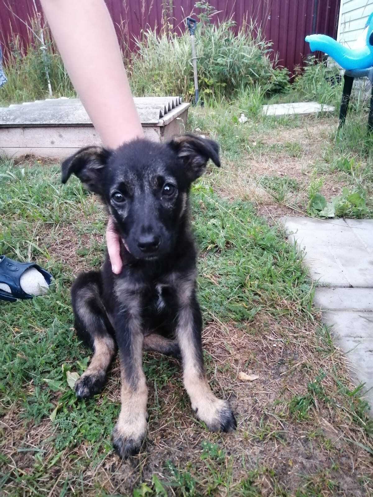 Two puppies-sisters were abandoned in the train. Looking for a baby home! - My, Helping animals, Homeless animals, In good hands, Animal shelter, Animal Rescue, Lost, No rating, Moscow, Dog days, Puppies, Moscow region, Cruelty, The rescue, Подмосковье, Dacha, Sadness, Kindness, Longpost, Dog