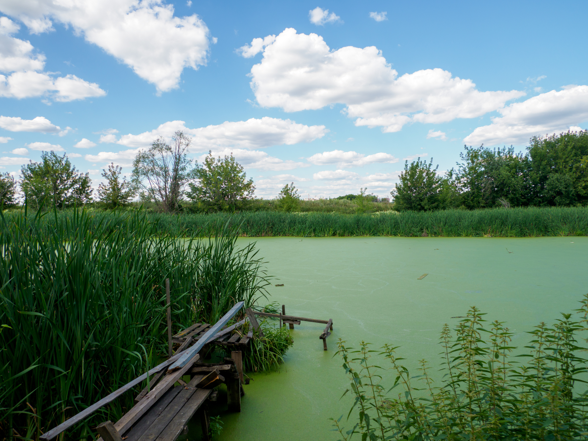 bloomed - My, The photo, The nature of Russia, beauty of nature, Moscow region, Pond, Bloomed