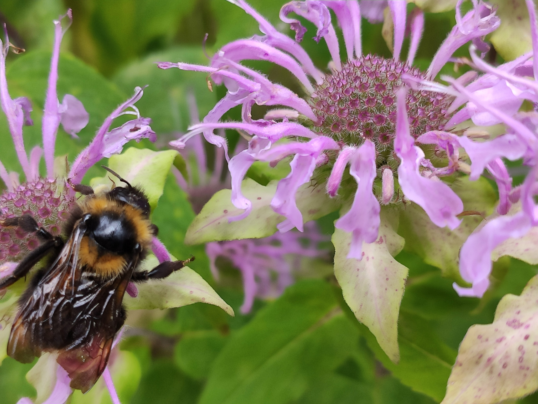 Mohnoass - My, Bumblebee, Flowers, Longpost