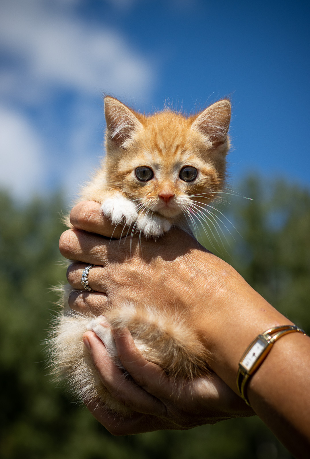 Ludwig. Knows exactly who is the most important sun here - My, cat, Kittens, Longpost, Shelter, Animal shelter, The rescue, Help, Animal Rescue, In good hands, No rating, Milota, The strength of the Peekaboo