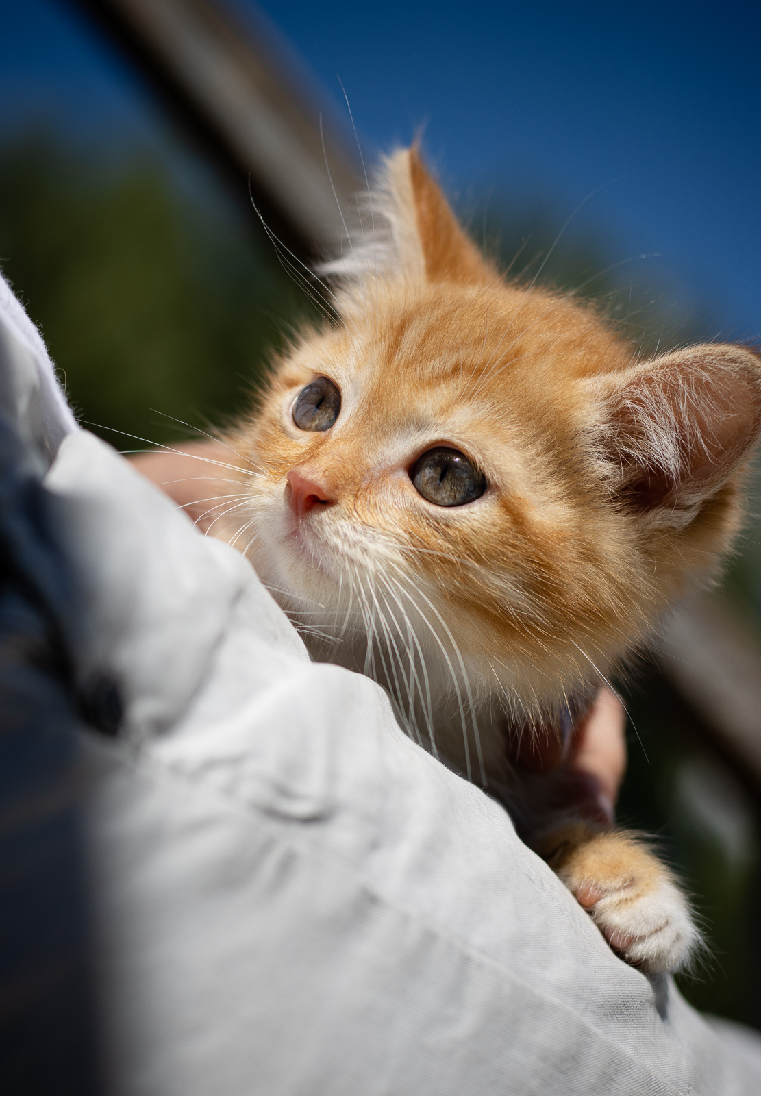 Ludwig. Knows exactly who is the most important sun here - My, cat, Kittens, Longpost, Shelter, Animal shelter, The rescue, Help, Animal Rescue, In good hands, No rating, Milota, The strength of the Peekaboo