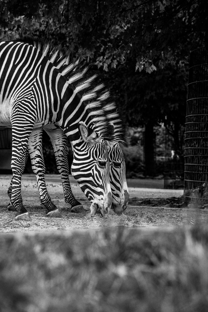 Zebras - My, zebra, Animals, The photo, Zoo, Black and white