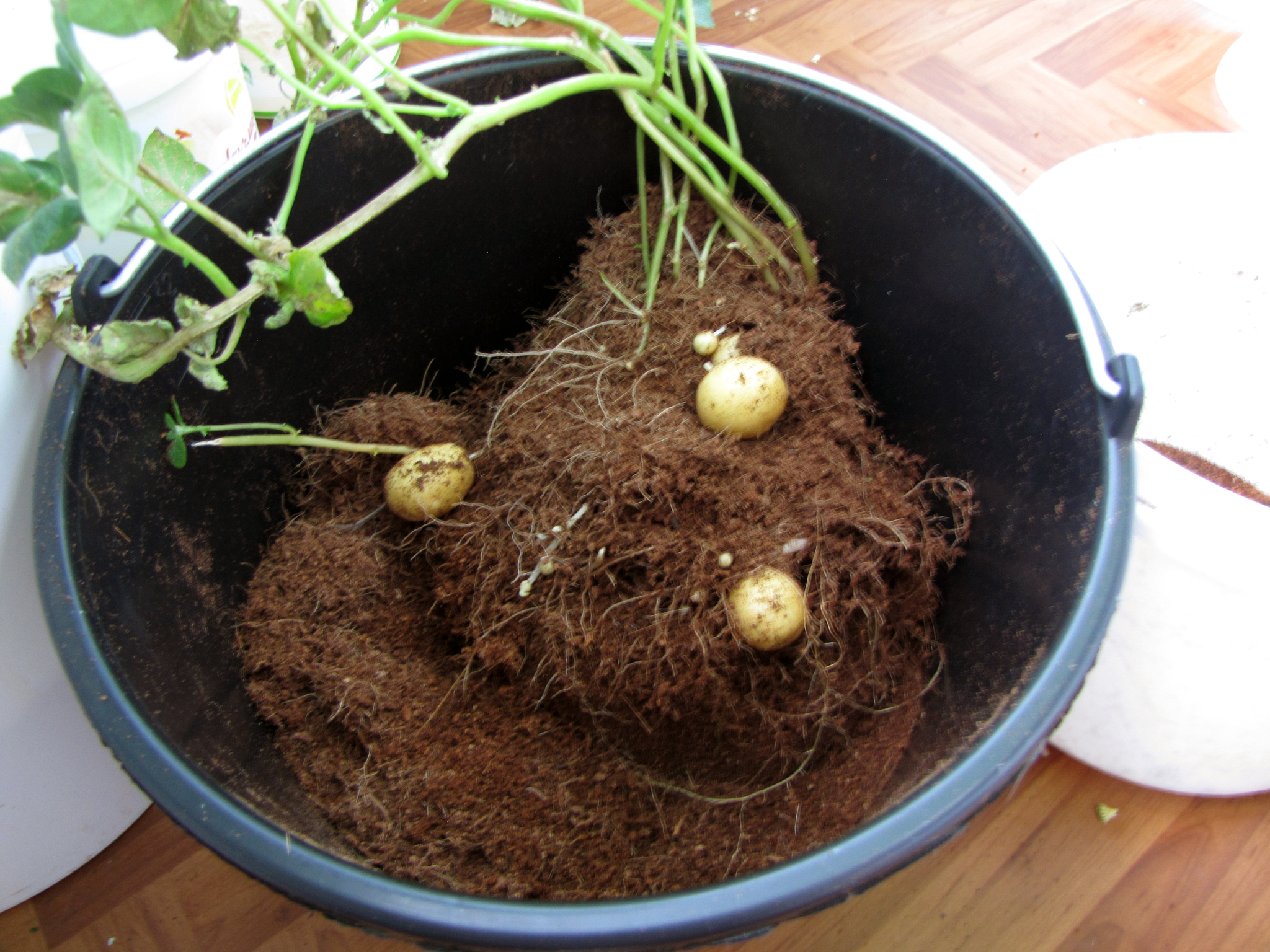 cat and potato :D - My, Vegetable garden on the windowsill, Hydroponics, Potato, cat, Black cat, Longpost