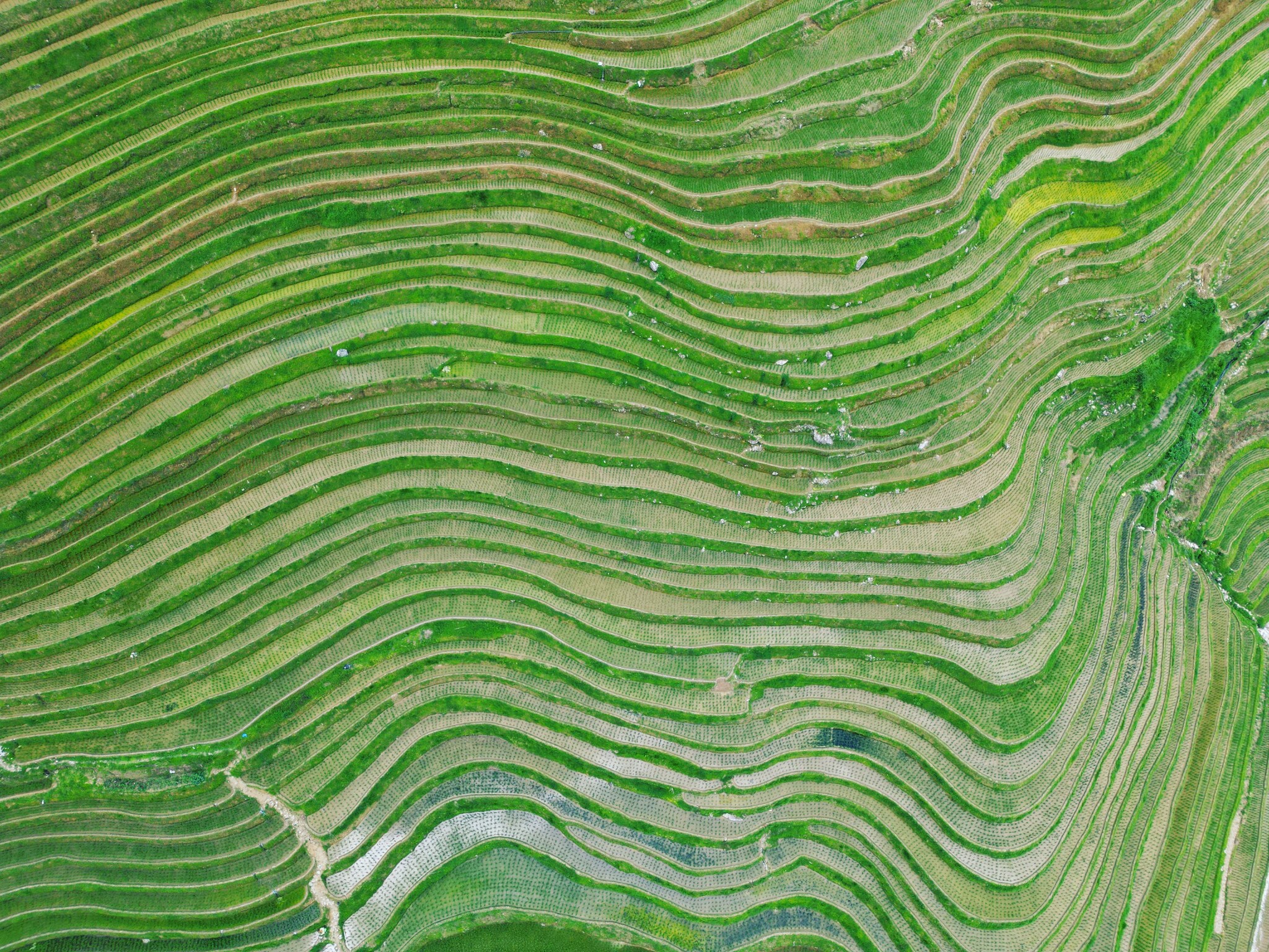 Longji Rice Terraces - My, China, Rice terraces, The photo, Mobile photography, Travels, Nature, Asia, Longpost