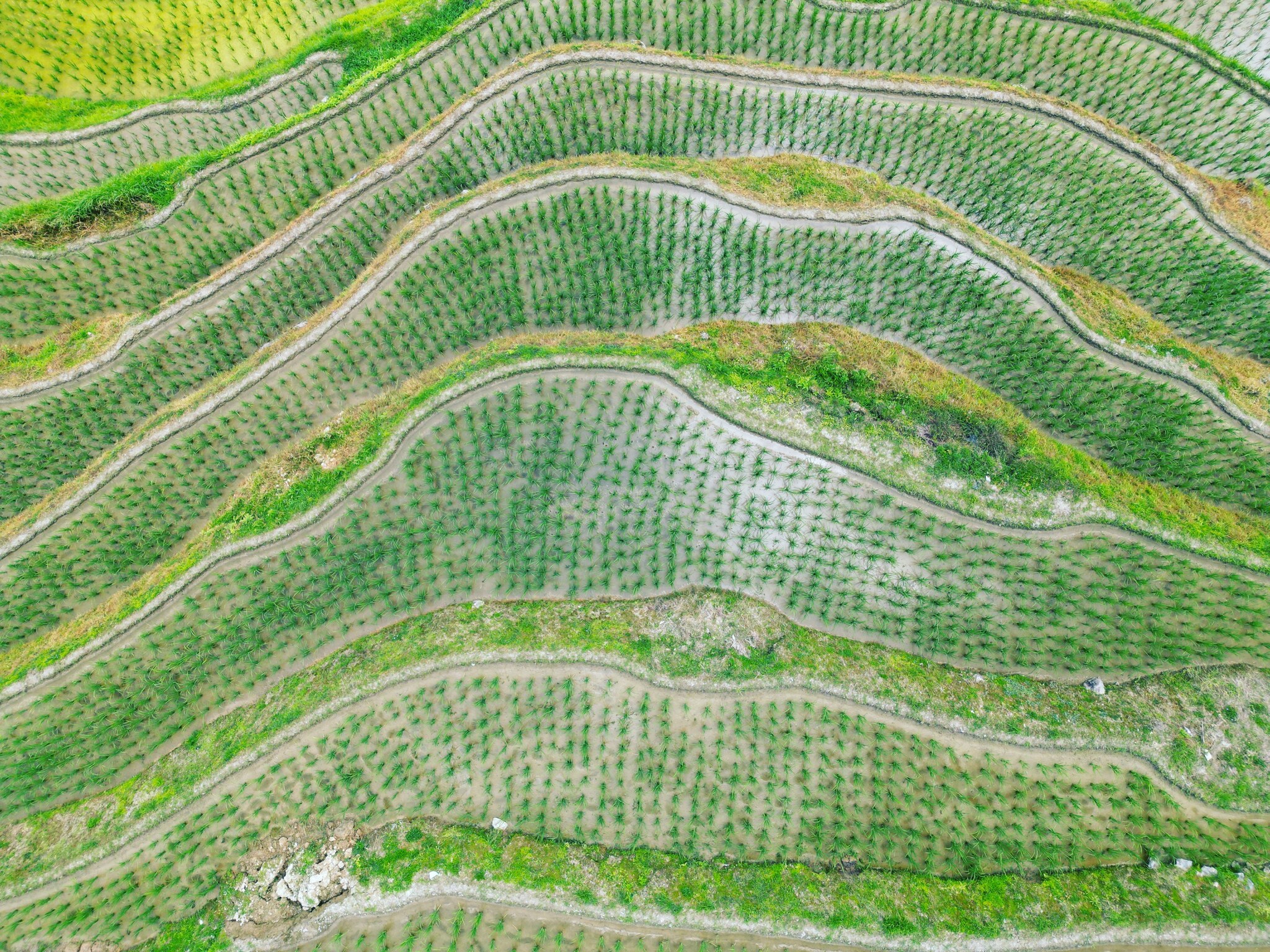 Longji Rice Terraces - My, China, Rice terraces, The photo, Mobile photography, Travels, Nature, Asia, Longpost