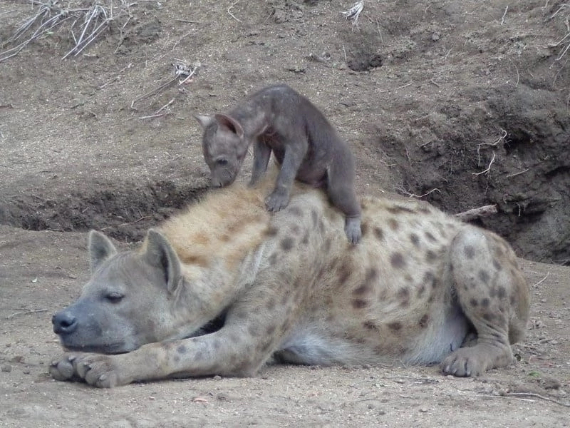 Being a parent is hard work - My, Hyena, Spotted Hyena, Creation, Drawing