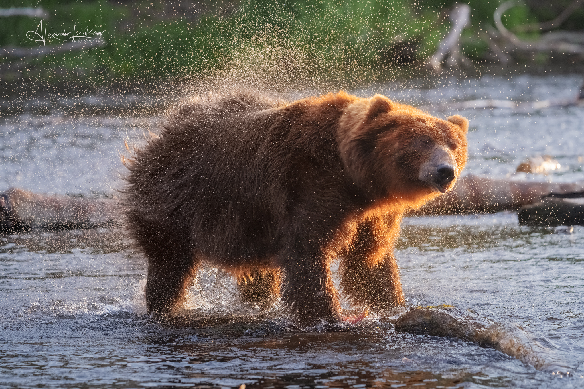 shakers - My, Summer, beauty of nature, The nature of Russia, Animals, The Bears, Kamchatka