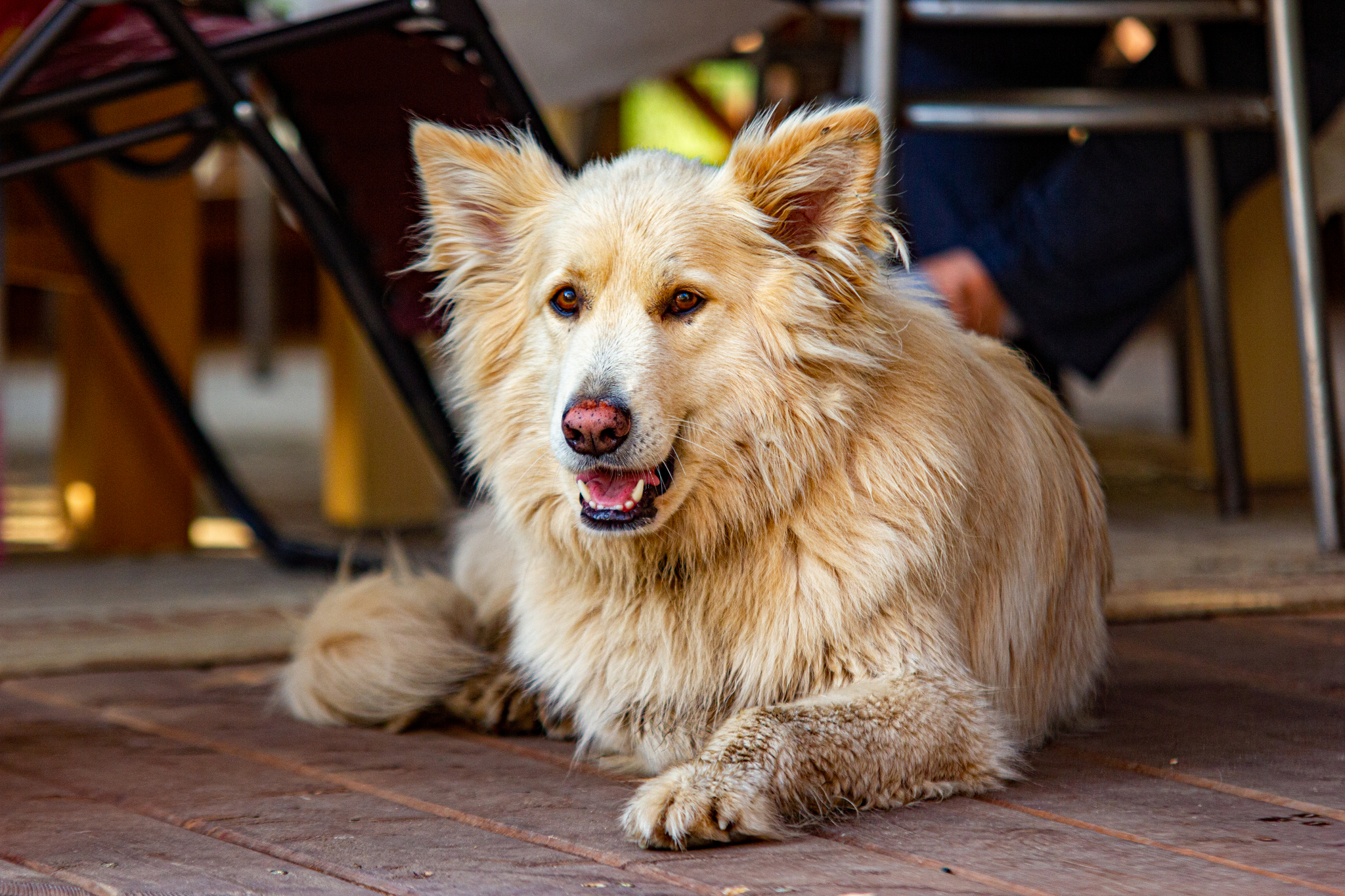 Photoshoot of a family member - My, Dog, Beginning photographer, Pets, Longpost, The photo