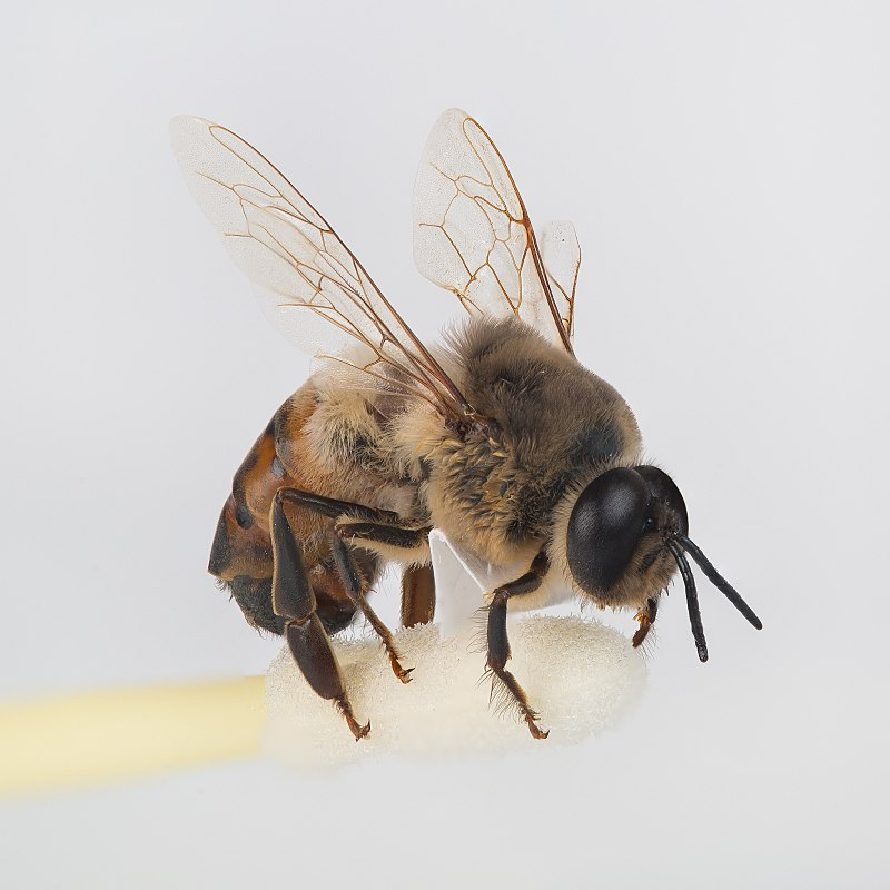 Birth, life and death of the European bee - Informative, Research, Nauchpop, The science, Bees, Animals, Fantasy, Mite, Longpost, Insect development, Biology, Insects