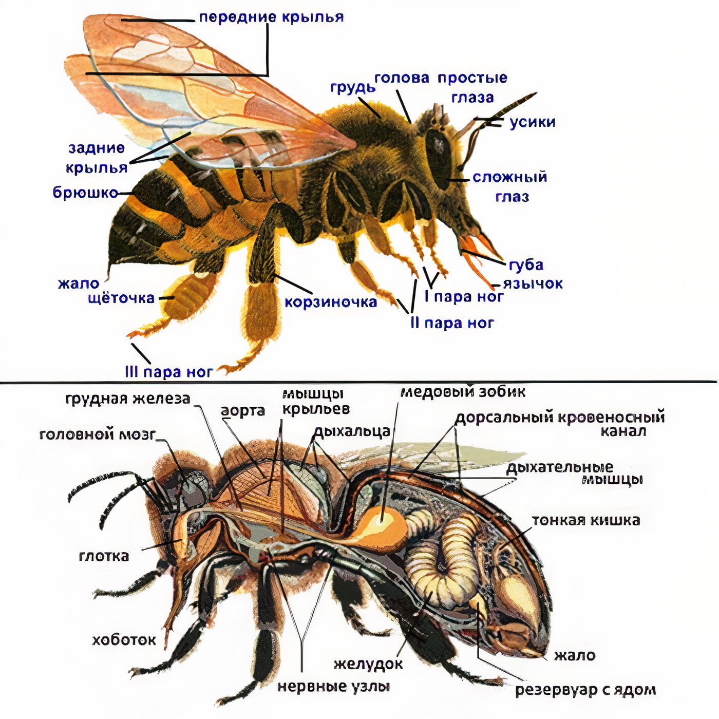 Отделы тела пчелы медоносной. Внутреннее строение пчелы медоносной. Строение тела пчелы медоносной. Внутренне строение пчелы. Строение пчелы медоносной.