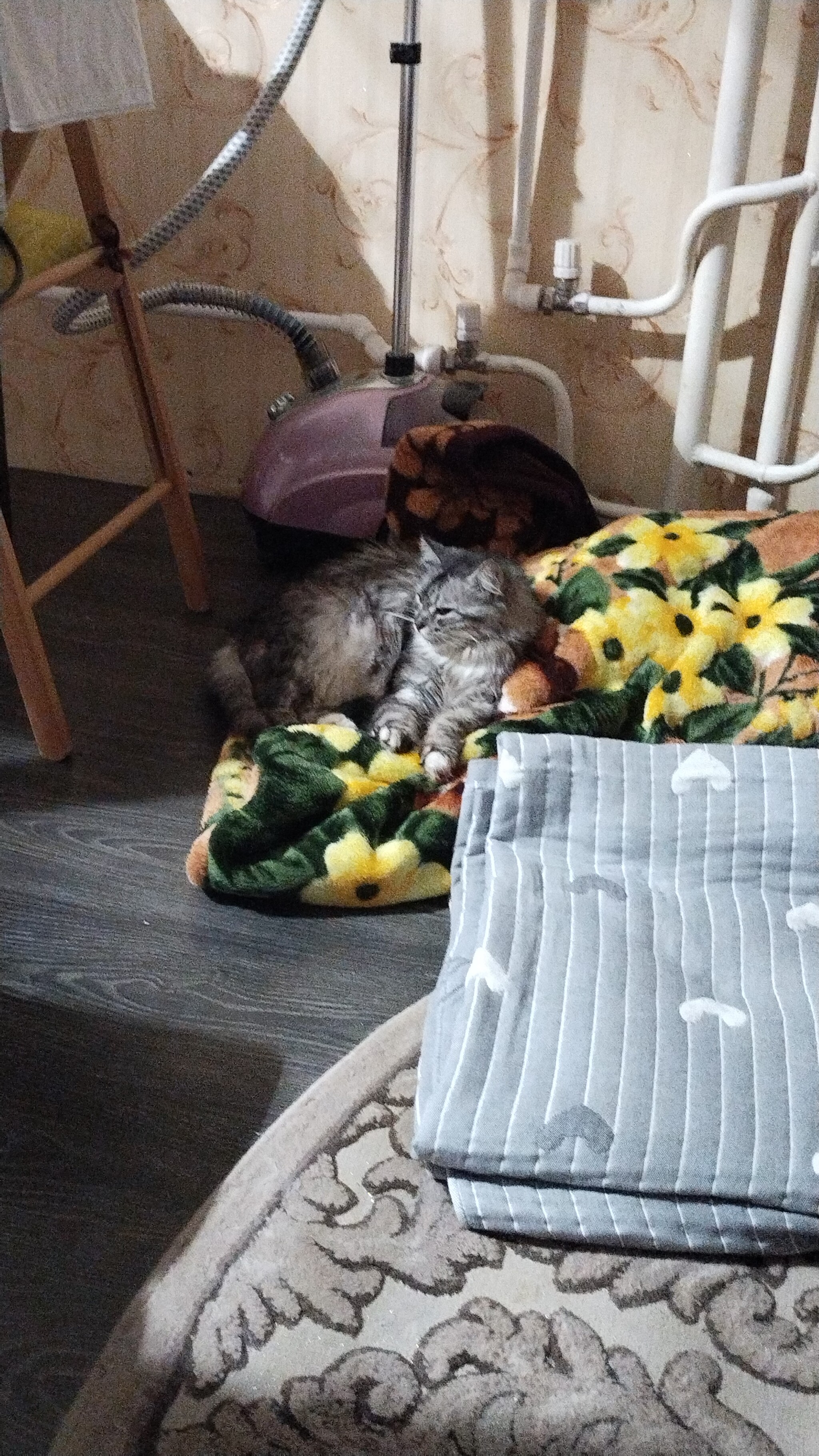 My blankets - My, cat, Mouse, Humor, Kotoselfi, The photo, Longpost