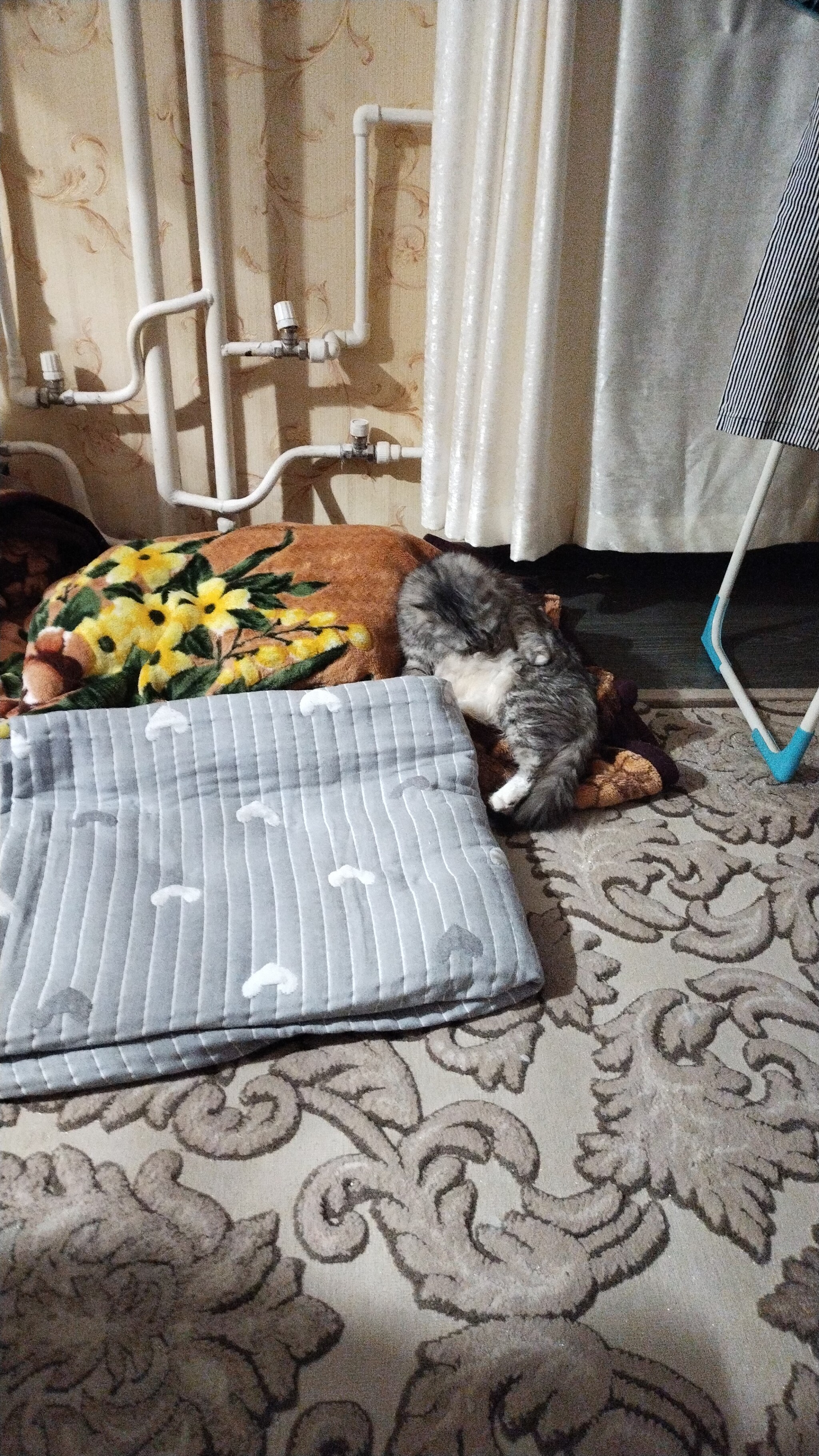 My blankets - My, cat, Mouse, Humor, Kotoselfi, The photo, Longpost