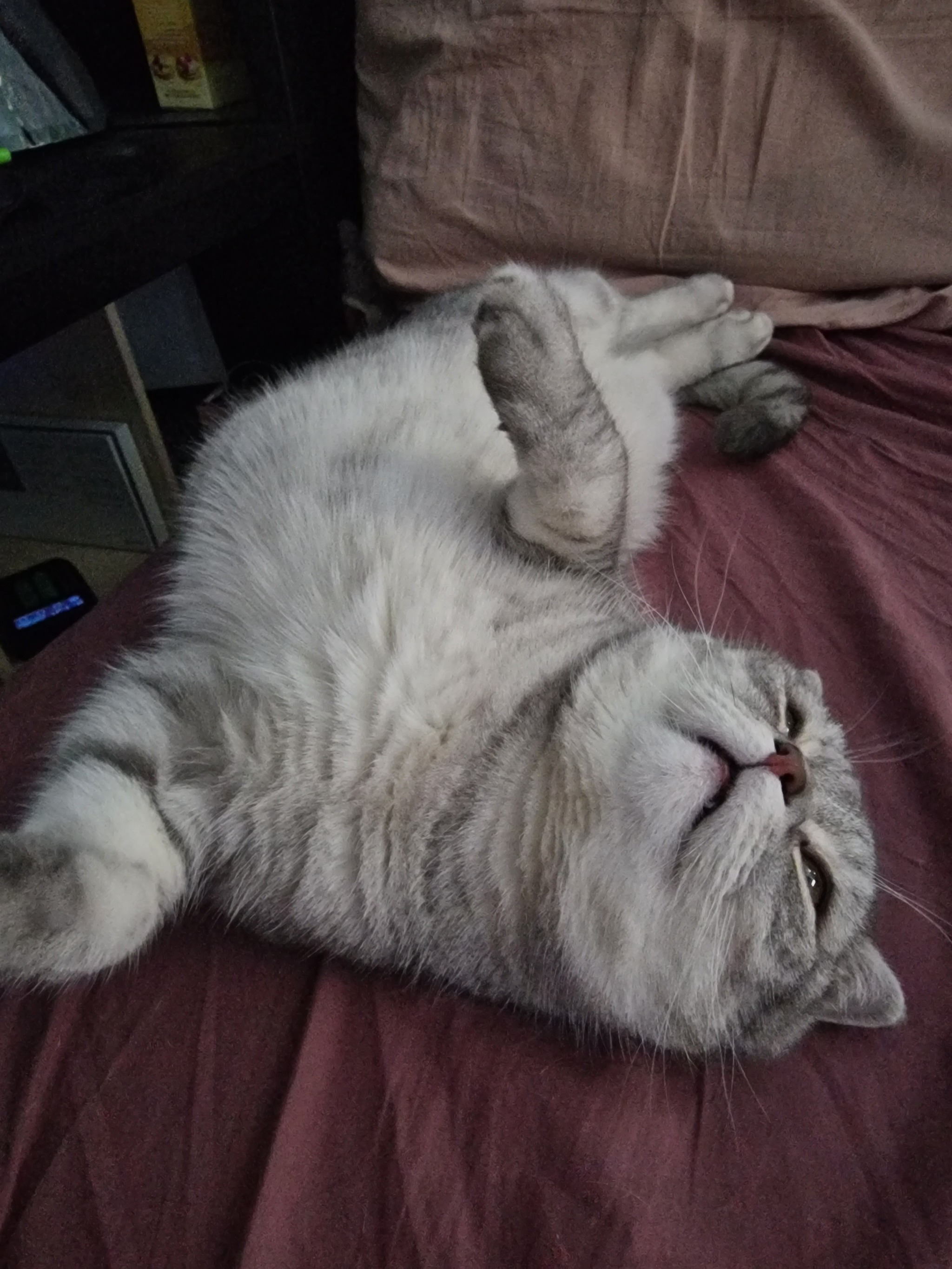 stretched out - My, cat, Scottish lop-eared