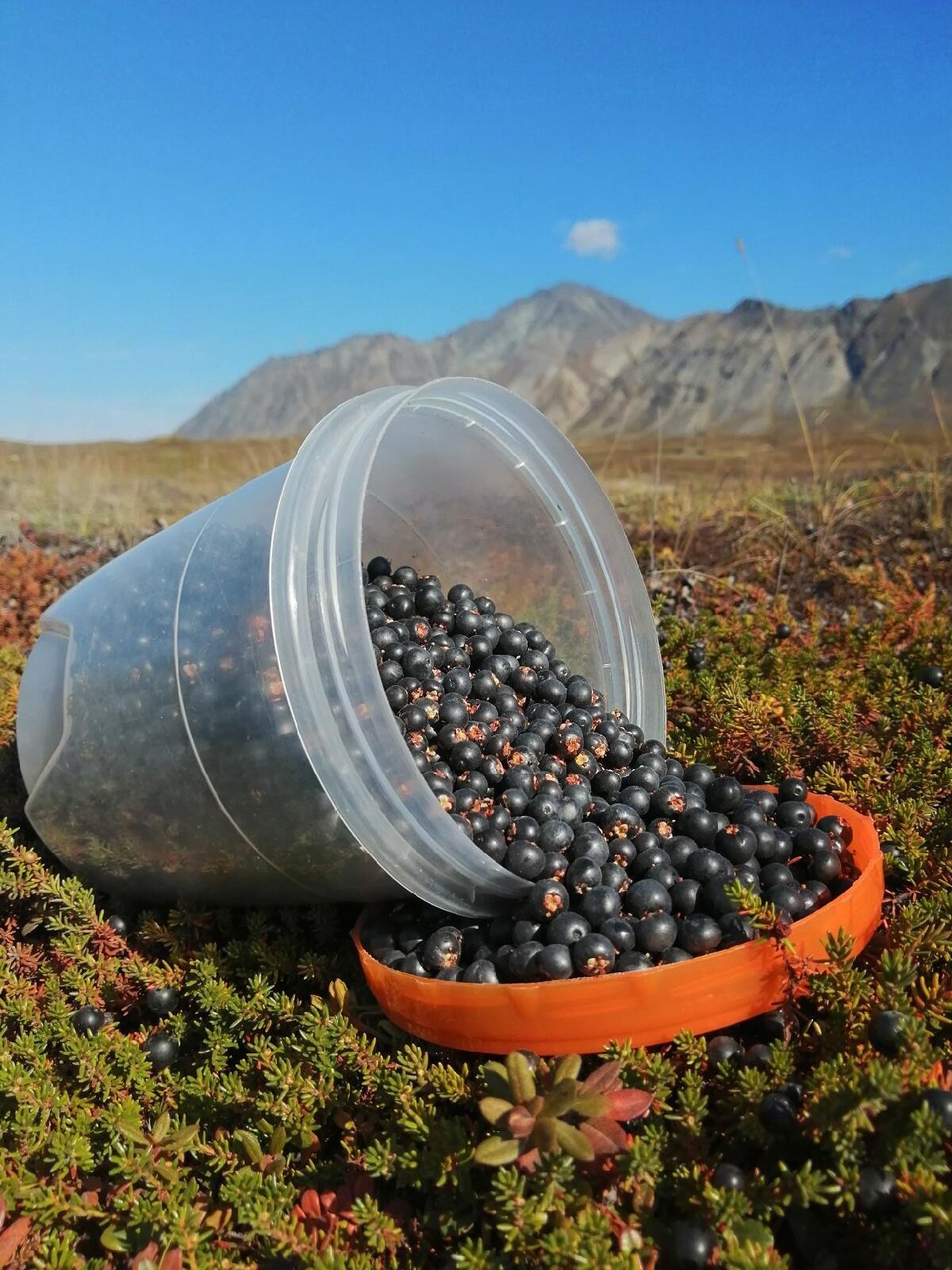 Shiksha - My, Berries, The photo, Tundra, Shiksha