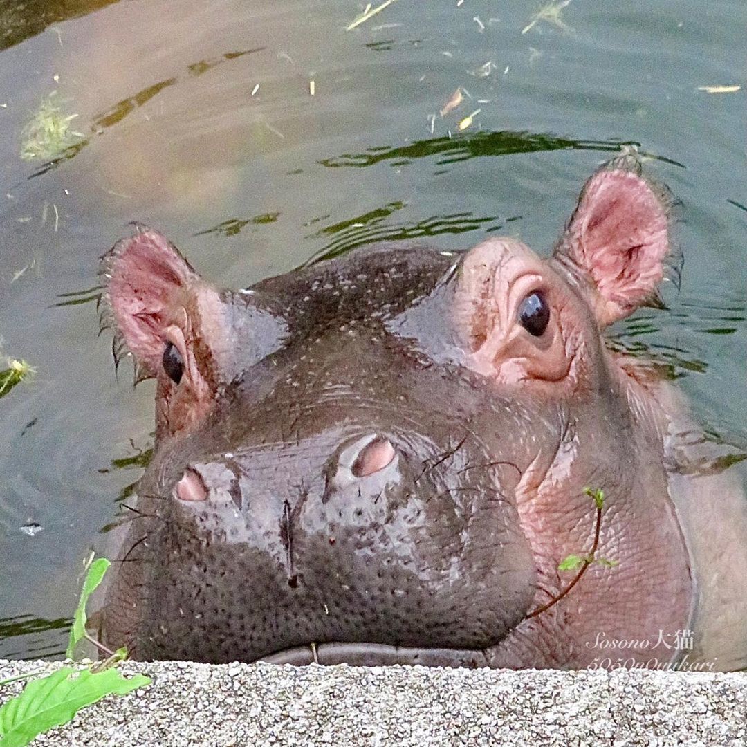 Behemoth - hippopotamus, Artiodactyls, Mammals, Animals, Wild animals, Zoo, The photo, Young