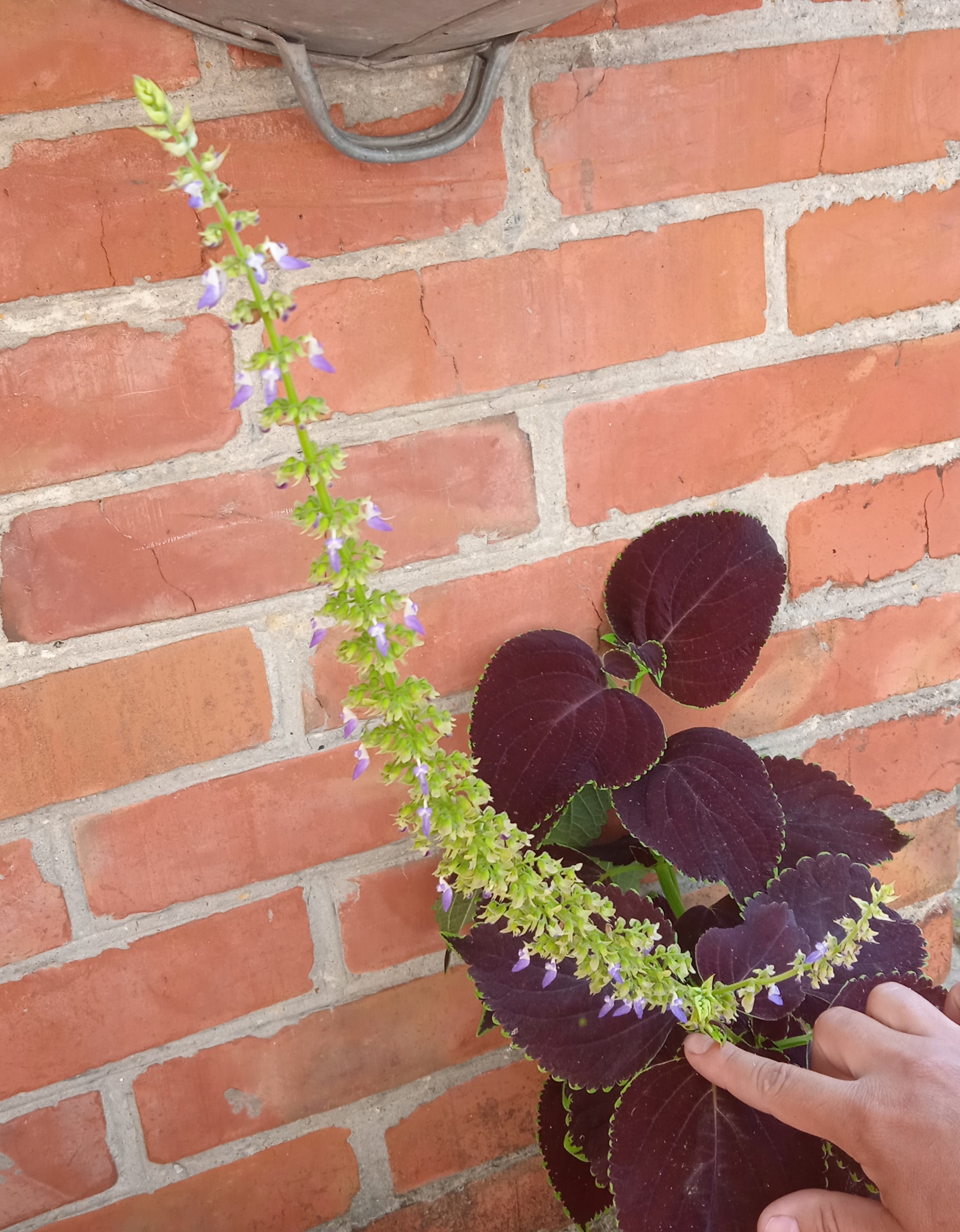 Coleus propagates not only by cuttings - My, Flowers, Houseplants, Macro photography, Bloom, Plants, Longpost