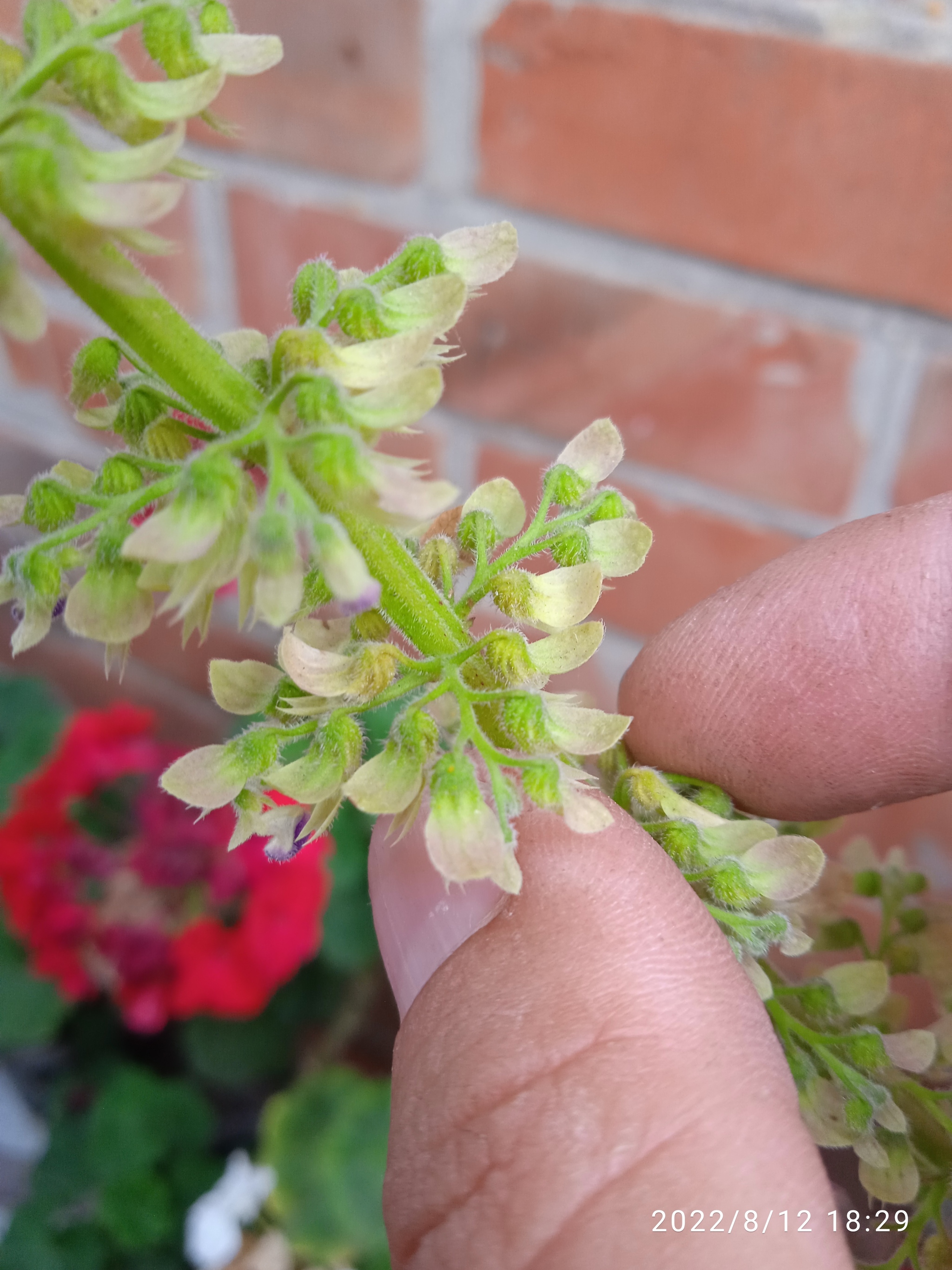 Coleus propagates not only by cuttings - My, Flowers, Houseplants, Macro photography, Bloom, Plants, Longpost