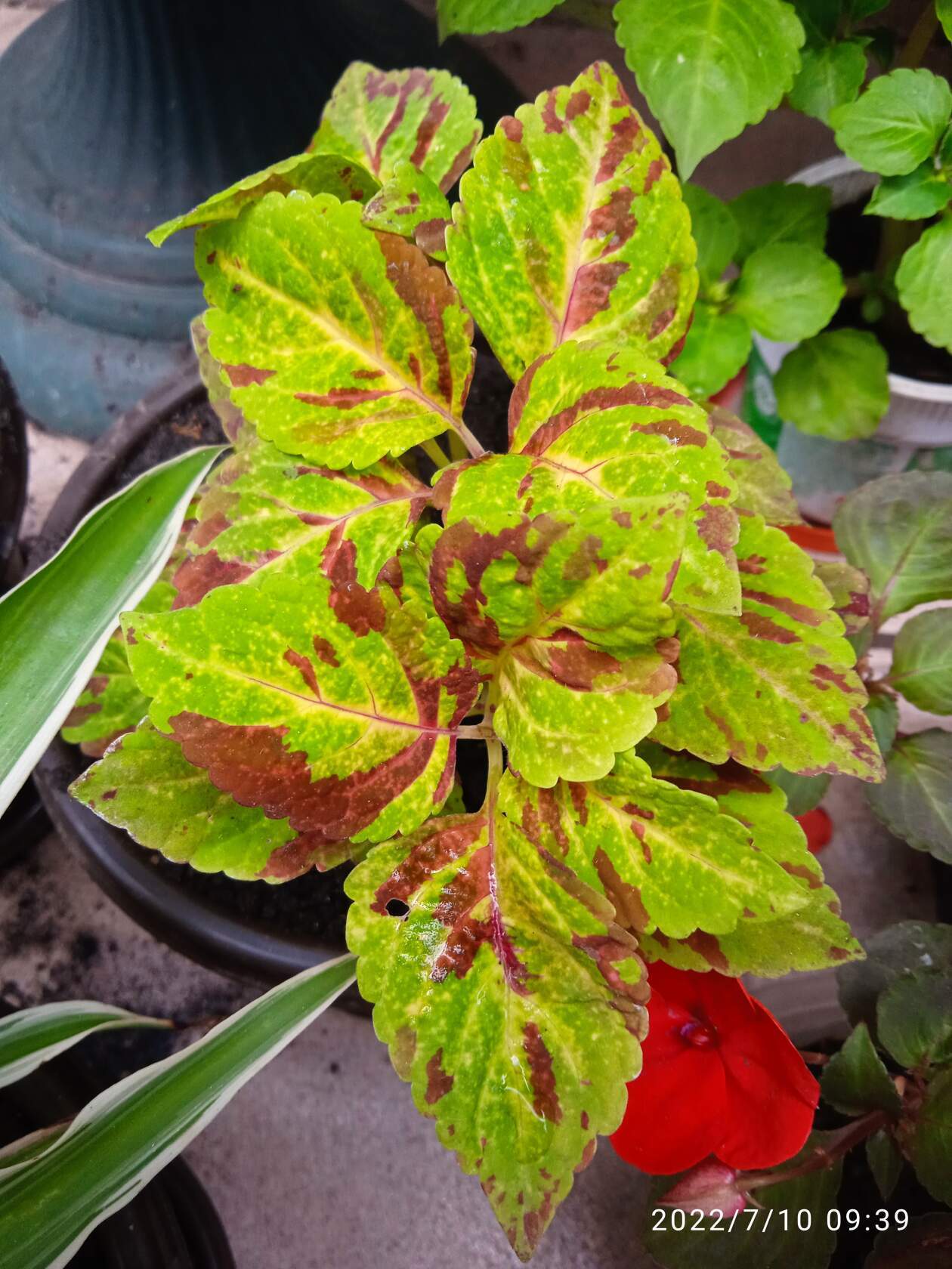 Coleus propagates not only by cuttings - My, Flowers, Houseplants, Macro photography, Bloom, Plants, Longpost