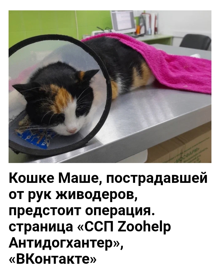 HORROR IN PERM - Horror, Mockery, cat, Children, Torment, Permian, Perm Territory, Negative, Fear, Youngsters, Animal protection, Longpost