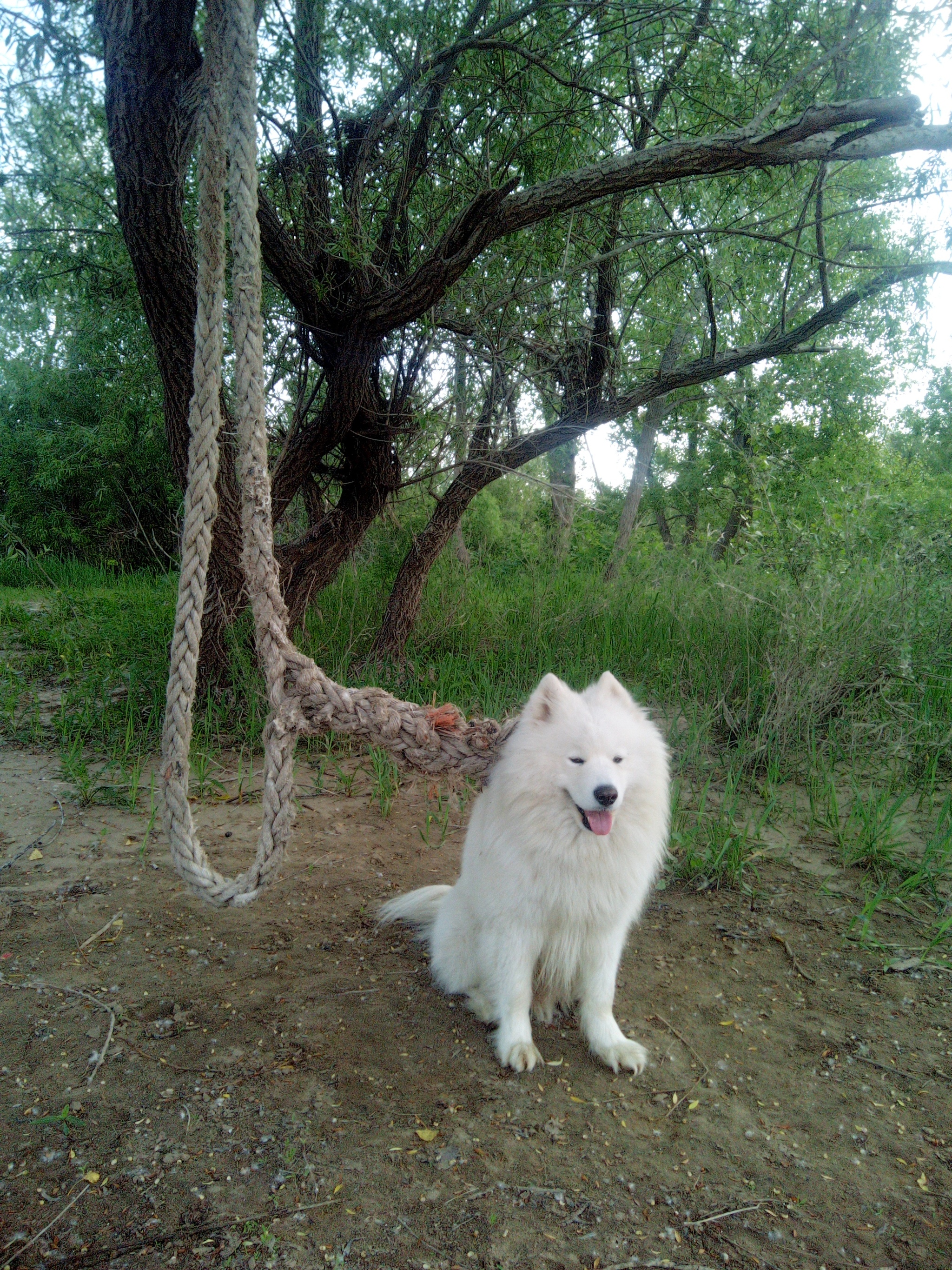 Dog walking on a leash - My, Samoyed, Dog, Dog North, The photo, Volzhsky