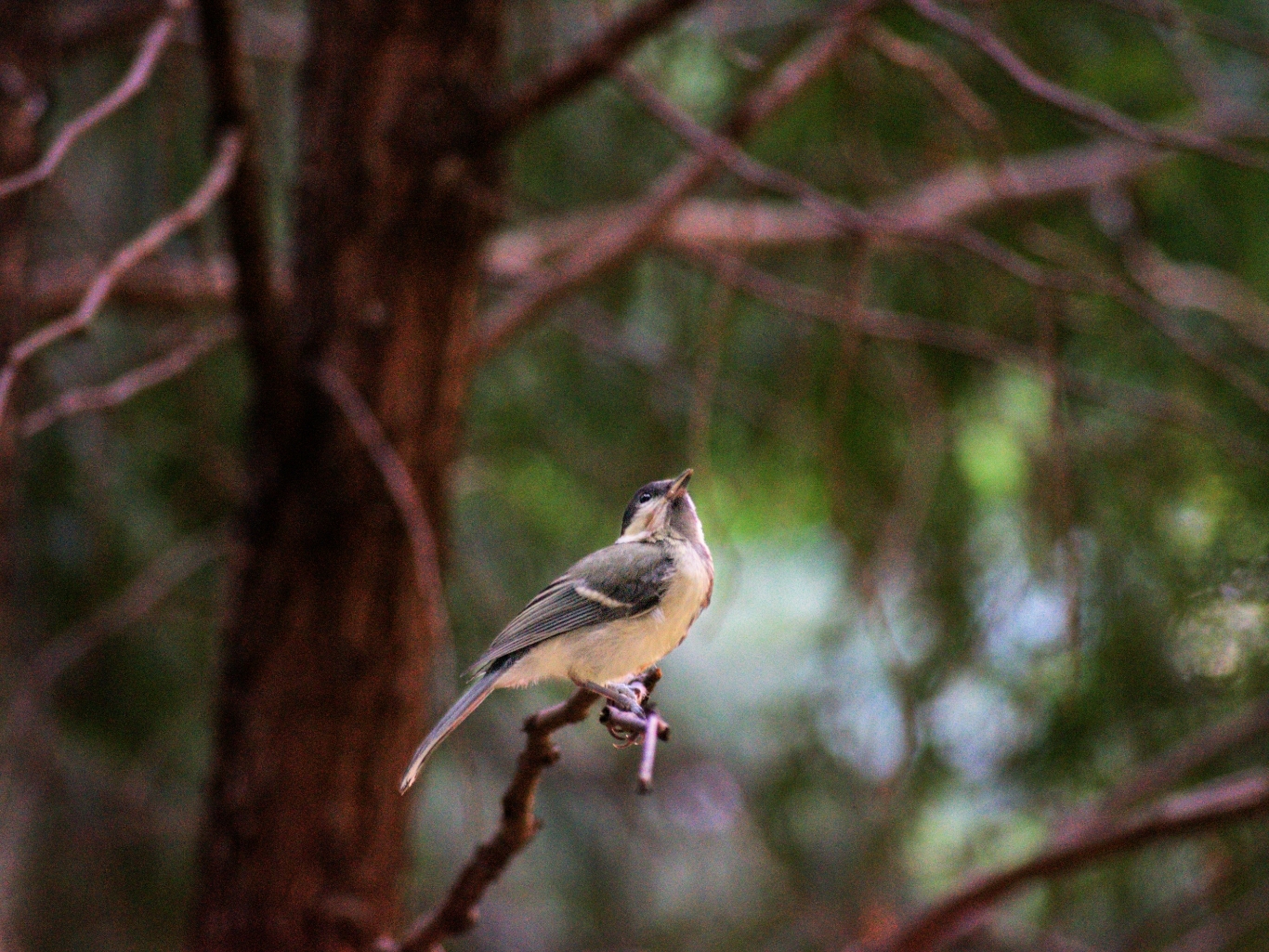 Photo hunting - My, Photo hunting, Birds, Squirrel, cat, The photo, Nikon, Sigma, Telephoto lens, Longpost