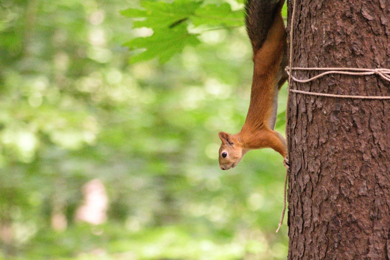 Photo hunting - My, Photo hunting, Birds, Squirrel, cat, The photo, Nikon, Sigma, Telephoto lens, Longpost