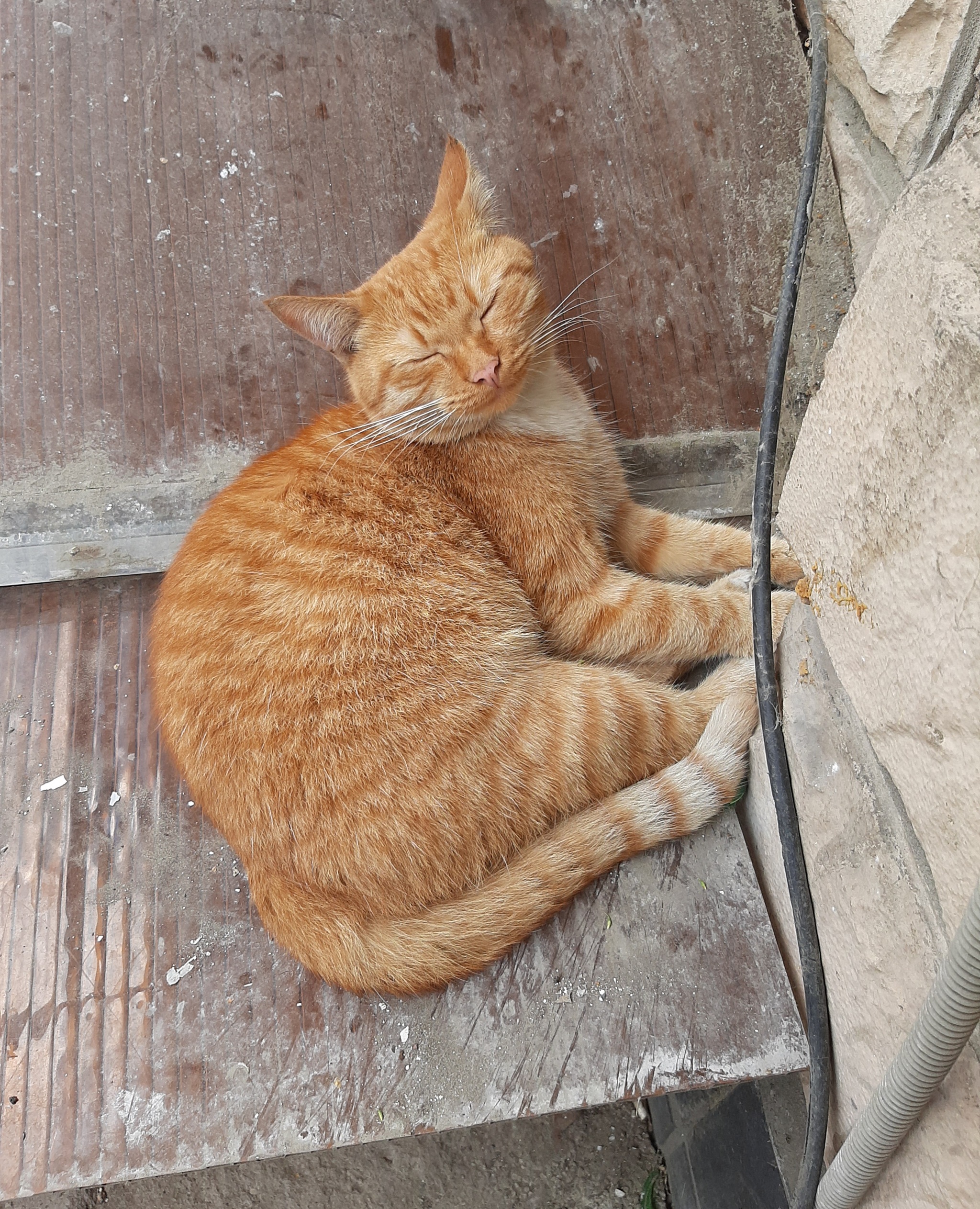 The smile of bliss - My, Moscow, Veshnyaki, Animals, Homeless animals, cat