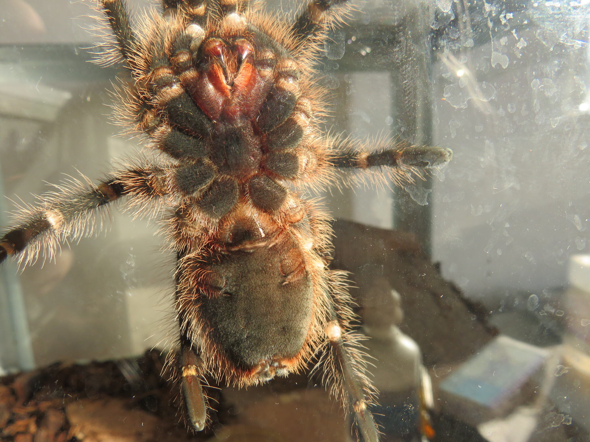 Help determine the sex of the spider Grammostola pulchripes - My, Bird spiders, Floor, Arachnids, Milota, Pets, Longpost