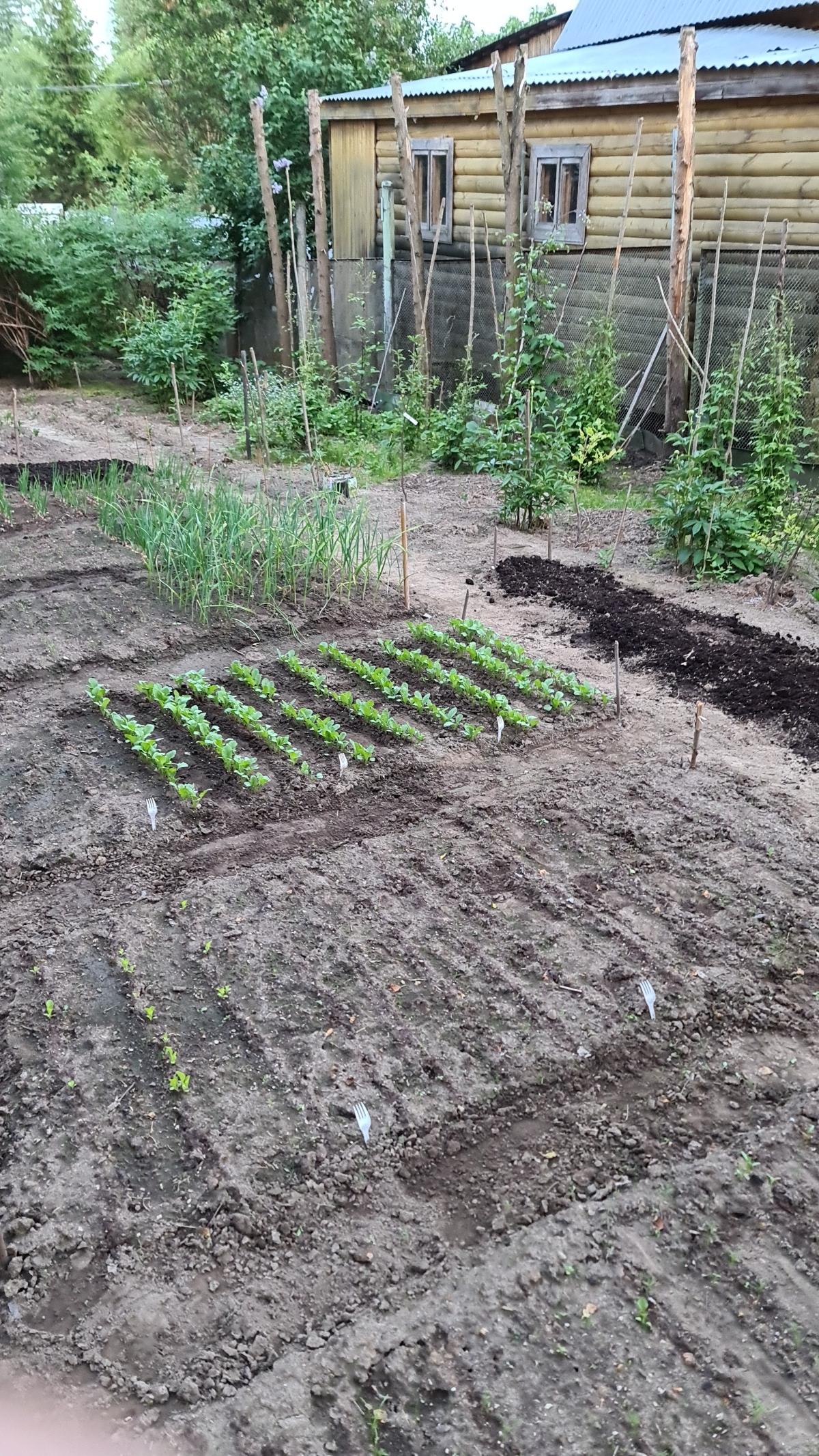 How I Became a Gardener - My, Garden, Market gardener, Seedling, Whatever the child is amused with, Cucumbers, Tomatoes, Strawberry (plant), Longpost