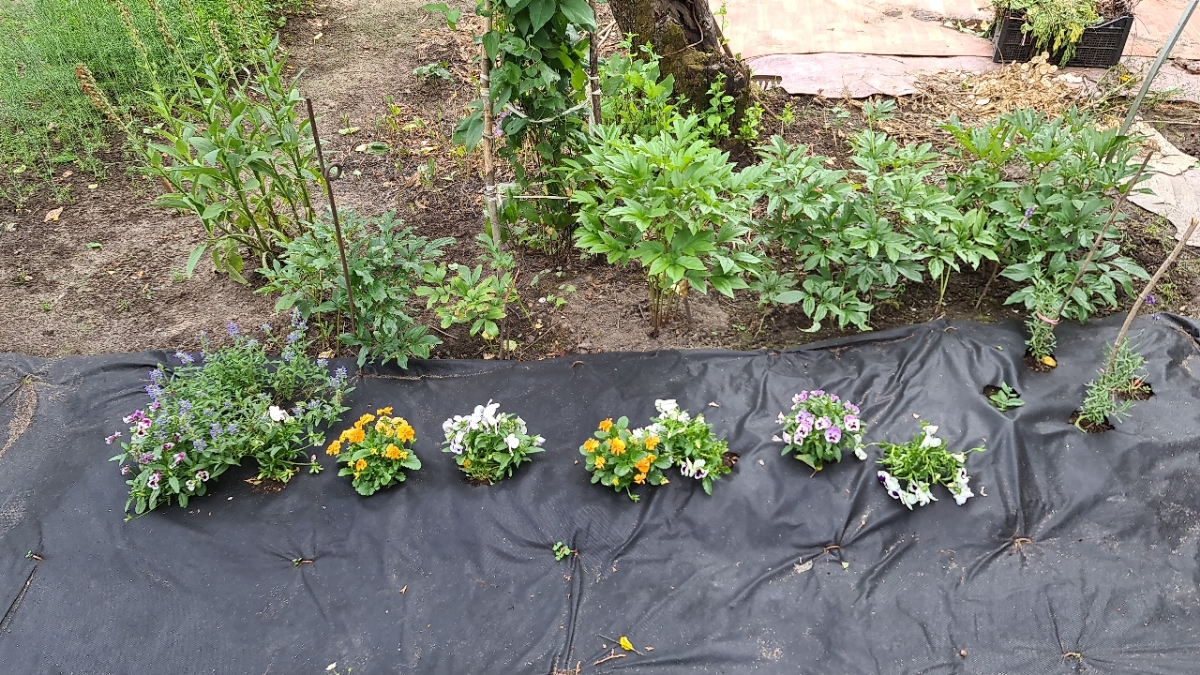 How I Became a Gardener - My, Garden, Market gardener, Seedling, Whatever the child is amused with, Cucumbers, Tomatoes, Strawberry (plant), Longpost