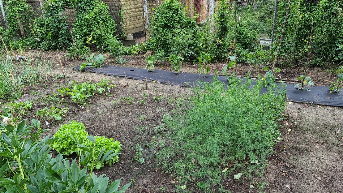 How I Became a Gardener - My, Garden, Market gardener, Seedling, Whatever the child is amused with, Cucumbers, Tomatoes, Strawberry (plant), Longpost