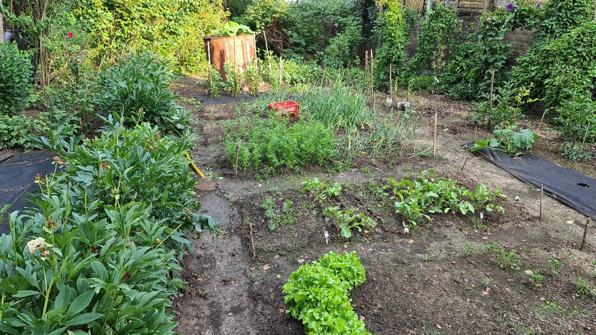 How I Became a Gardener - My, Garden, Market gardener, Seedling, Whatever the child is amused with, Cucumbers, Tomatoes, Strawberry (plant), Longpost