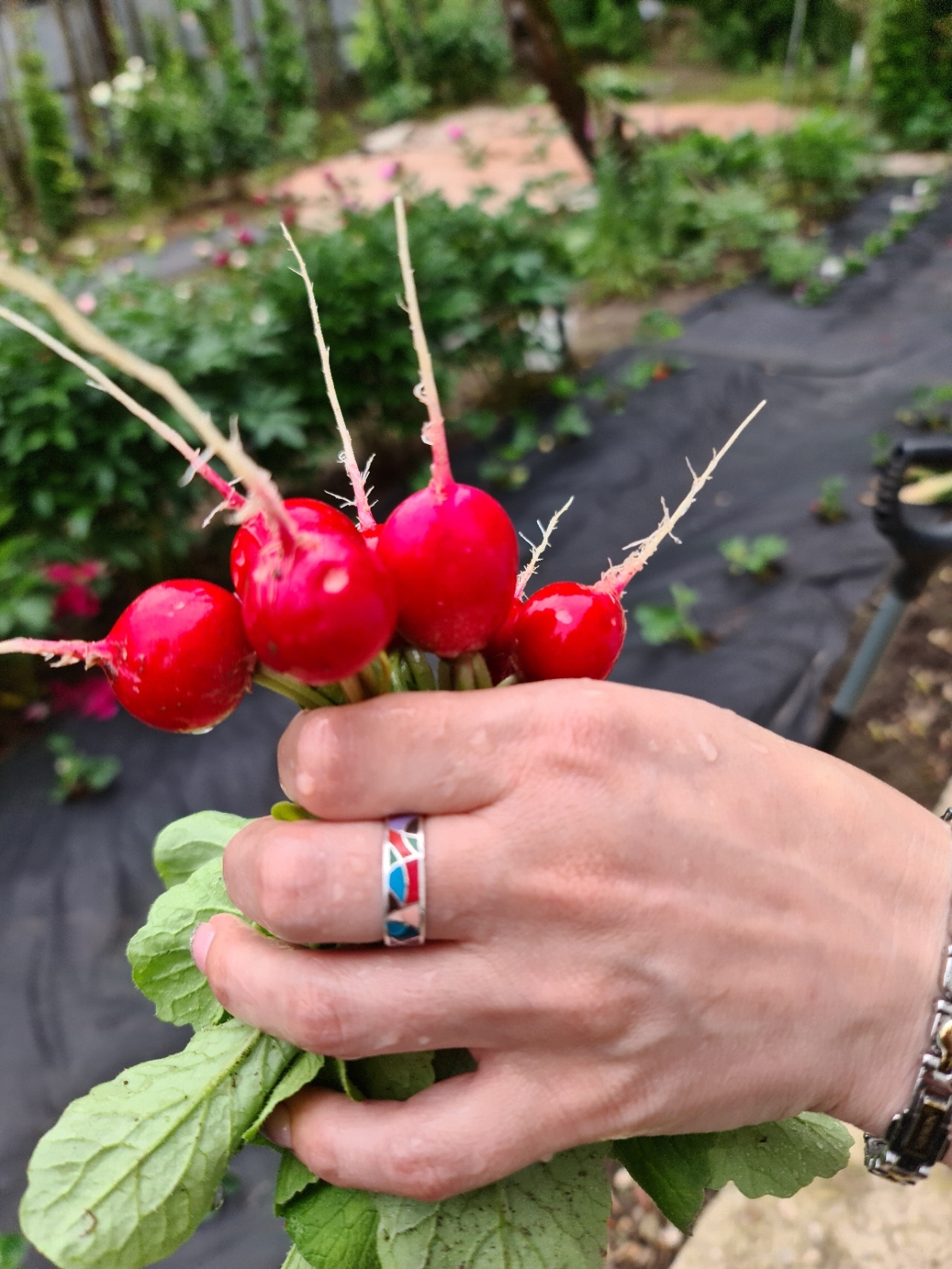 How I Became a Gardener - My, Garden, Market gardener, Seedling, Whatever the child is amused with, Cucumbers, Tomatoes, Strawberry (plant), Longpost