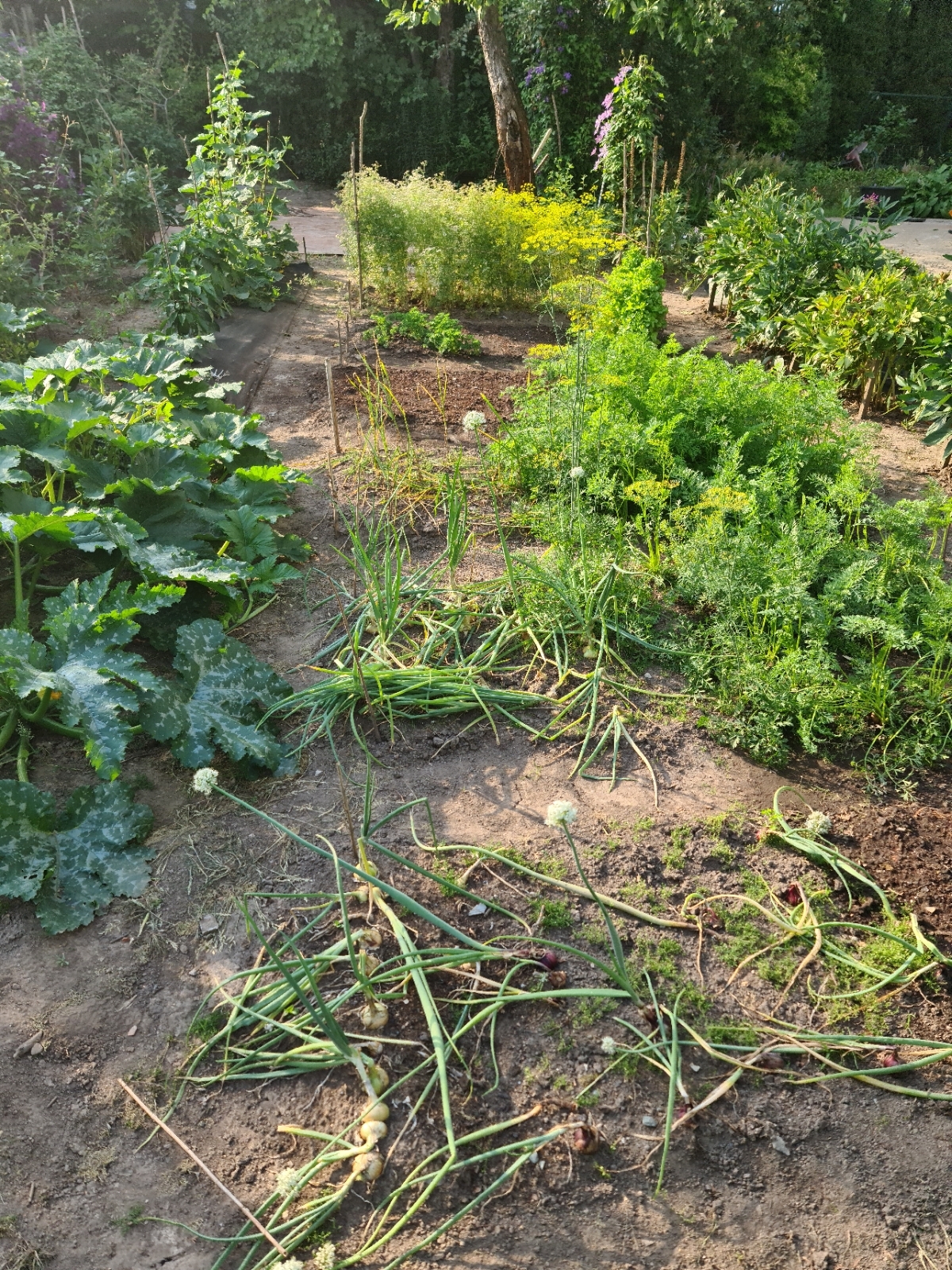 How I Became a Gardener - My, Garden, Market gardener, Seedling, Whatever the child is amused with, Cucumbers, Tomatoes, Strawberry (plant), Longpost