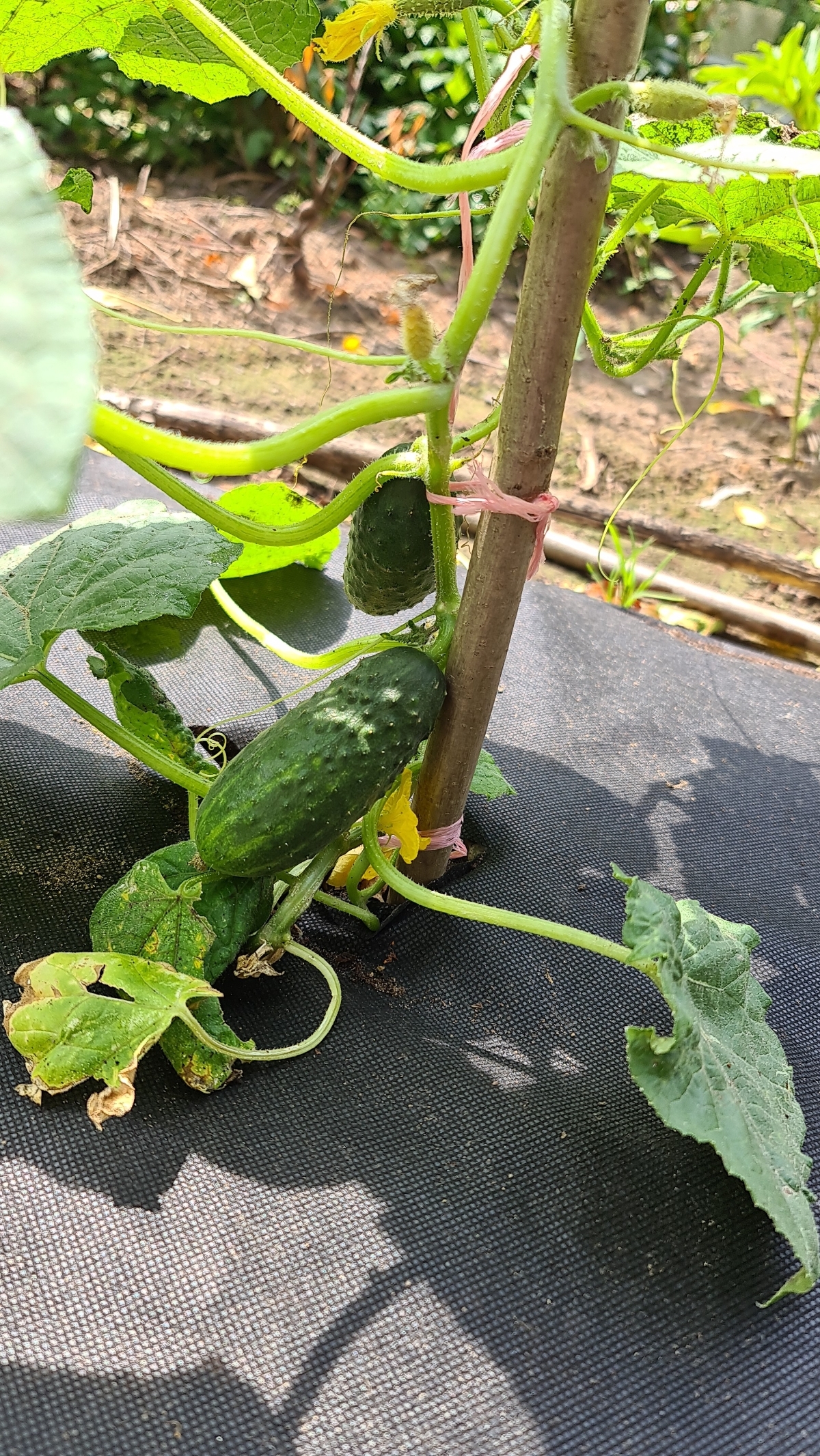 How I Became a Gardener - My, Garden, Market gardener, Seedling, Whatever the child is amused with, Cucumbers, Tomatoes, Strawberry (plant), Longpost