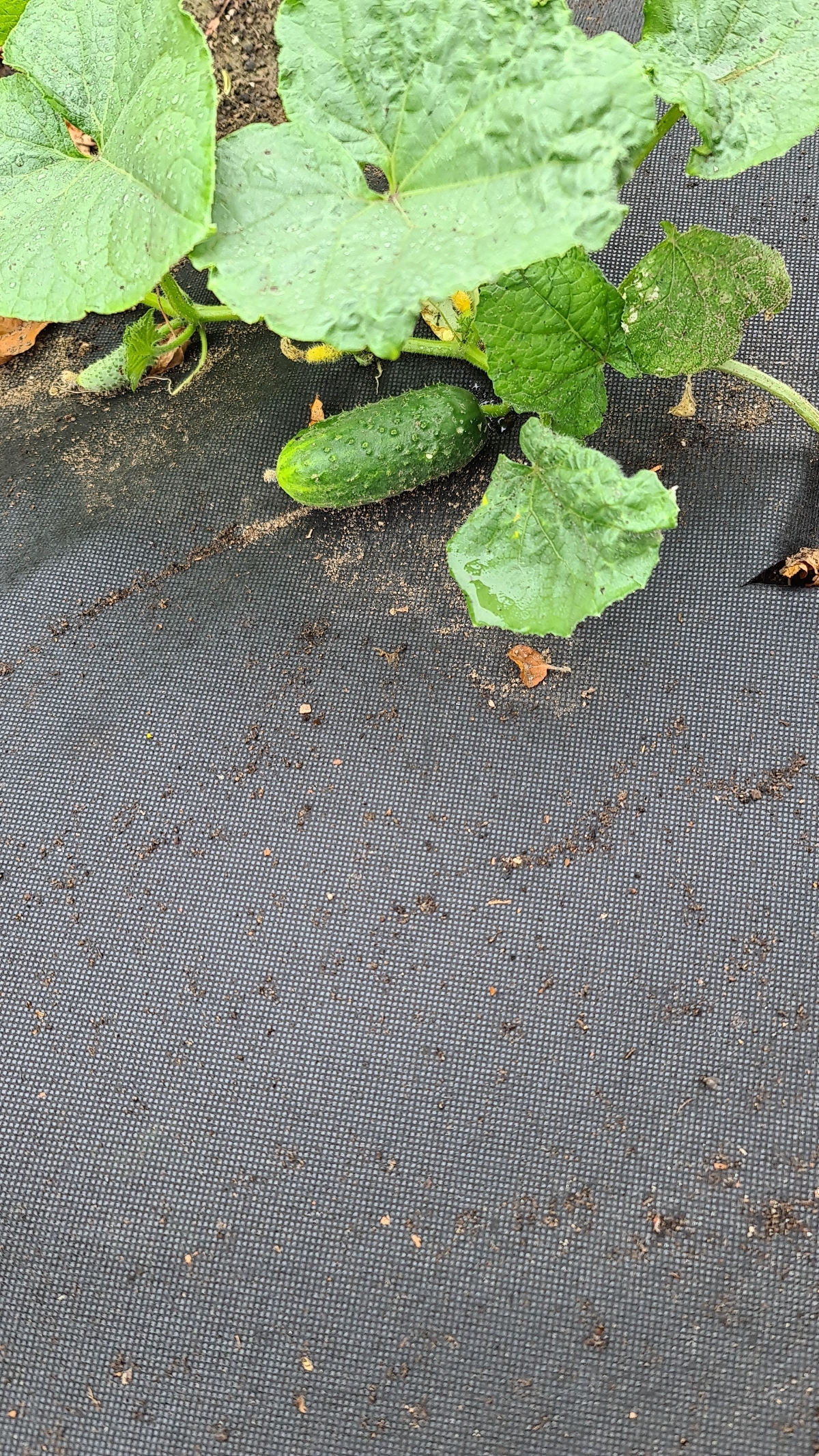 How I Became a Gardener - My, Garden, Market gardener, Seedling, Whatever the child is amused with, Cucumbers, Tomatoes, Strawberry (plant), Longpost