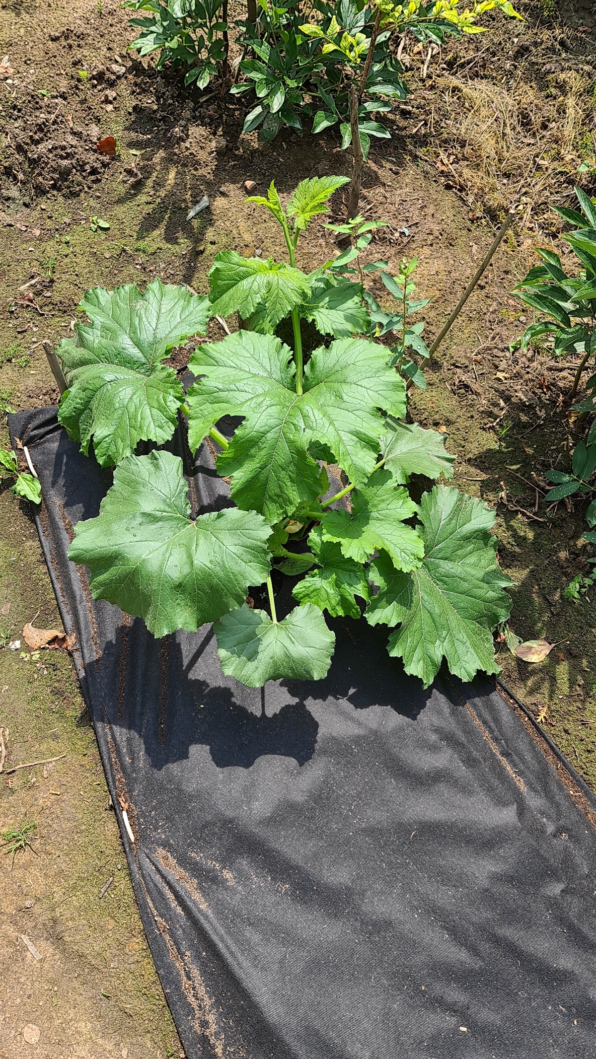 How I Became a Gardener - My, Garden, Market gardener, Seedling, Whatever the child is amused with, Cucumbers, Tomatoes, Strawberry (plant), Longpost