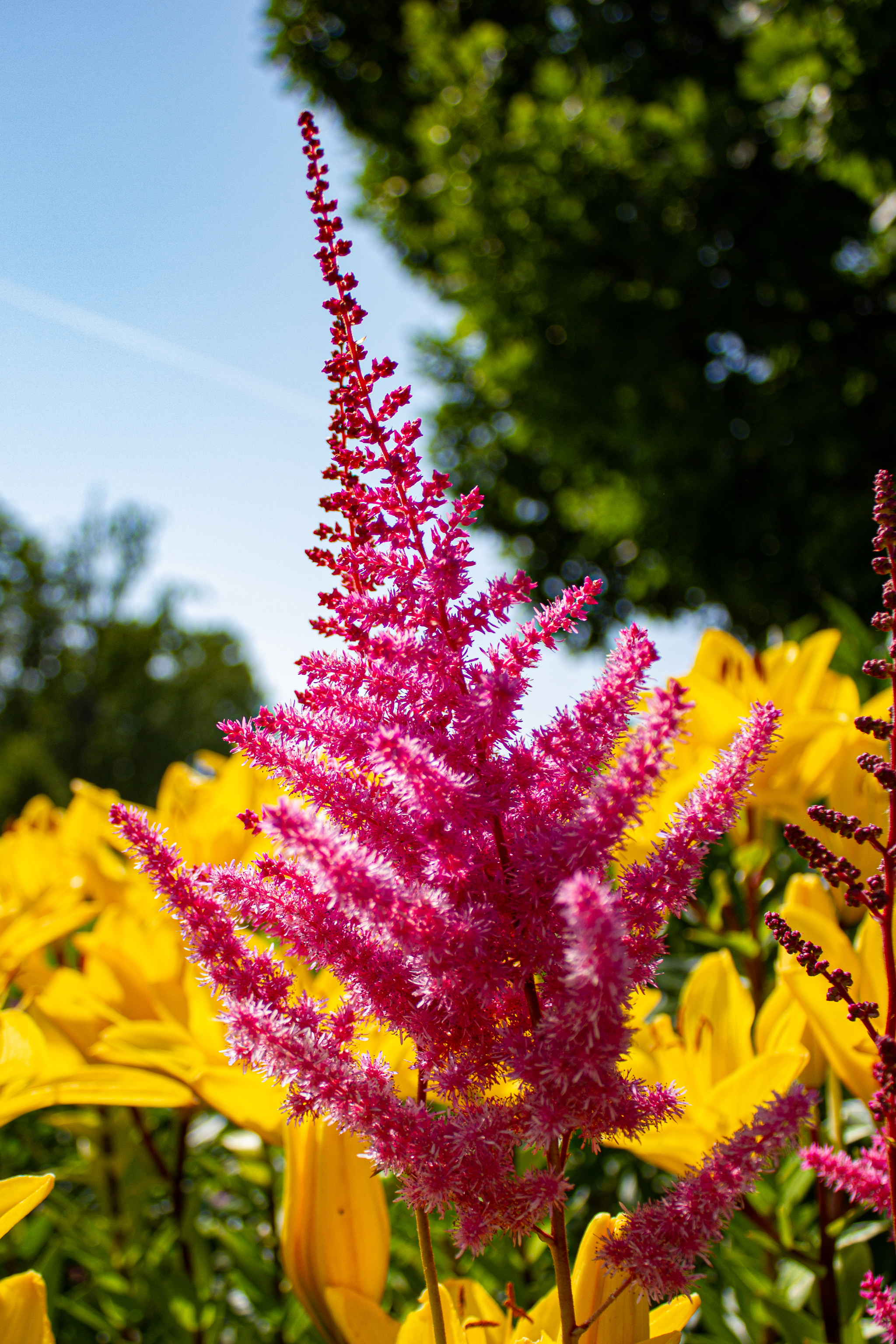 Walk in the park - My, The photo, Walk, Architecture, Flowers, Animals, Landscape, Oranienbaum, Longpost