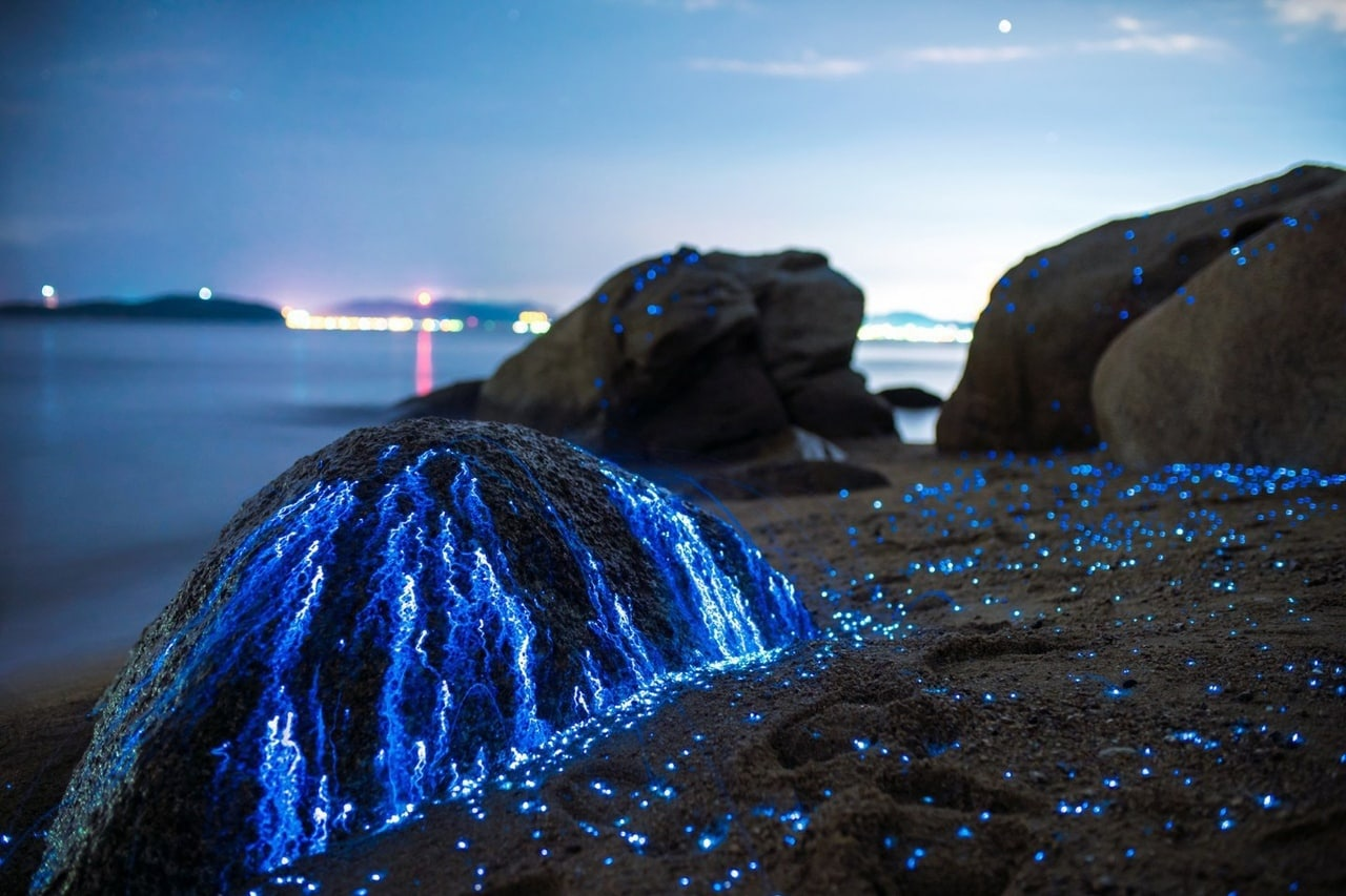 Weeping stones, Japan - Bioluminescence, Shrimps, Long exposure, Sea, Shore, Longpost, The photo