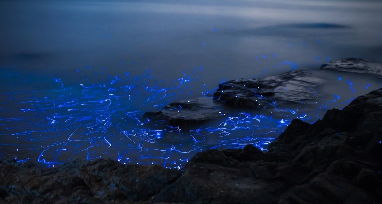 Weeping stones, Japan - Bioluminescence, Shrimps, Long exposure, Sea, Shore, Longpost, The photo